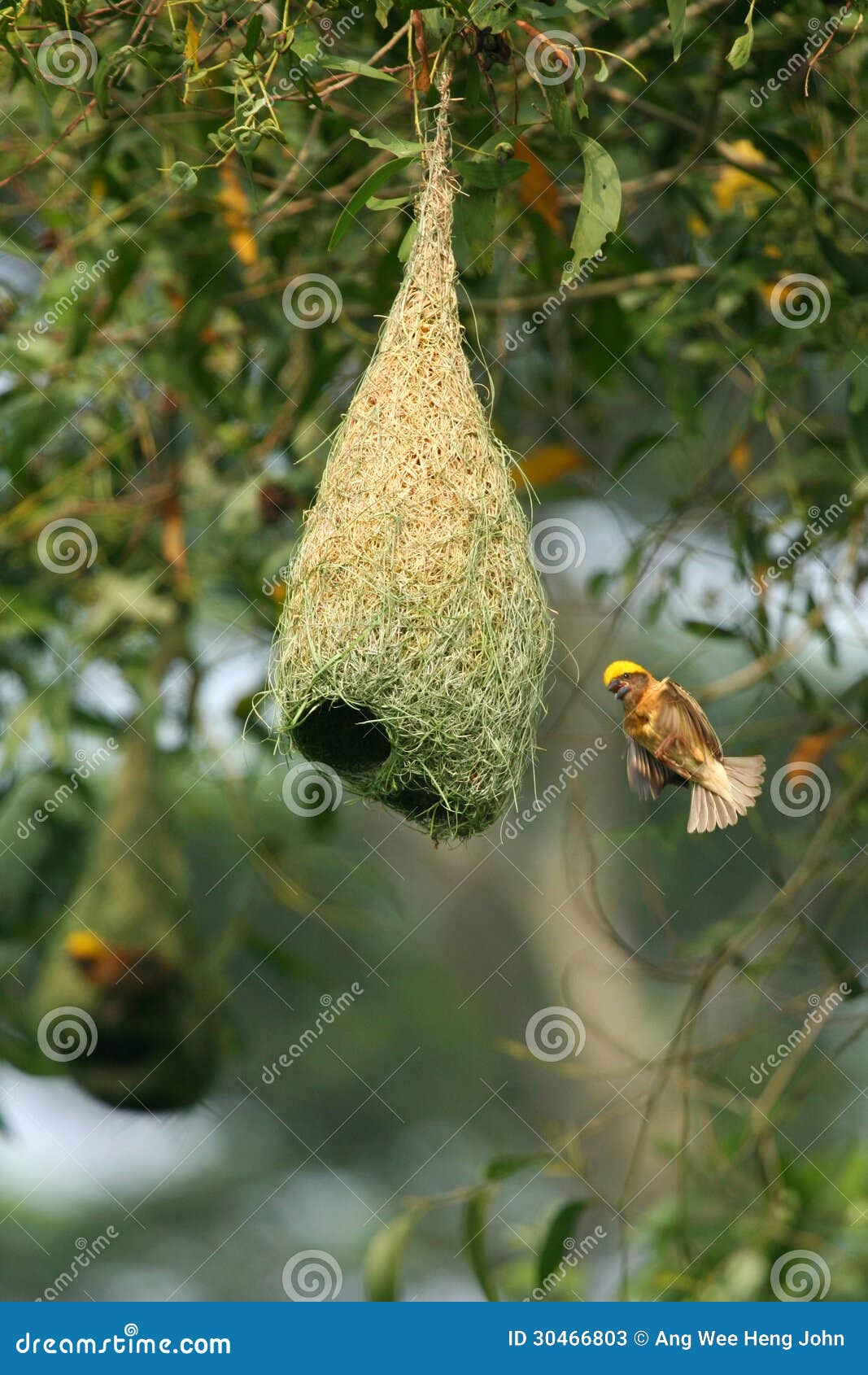 baya weaver bird