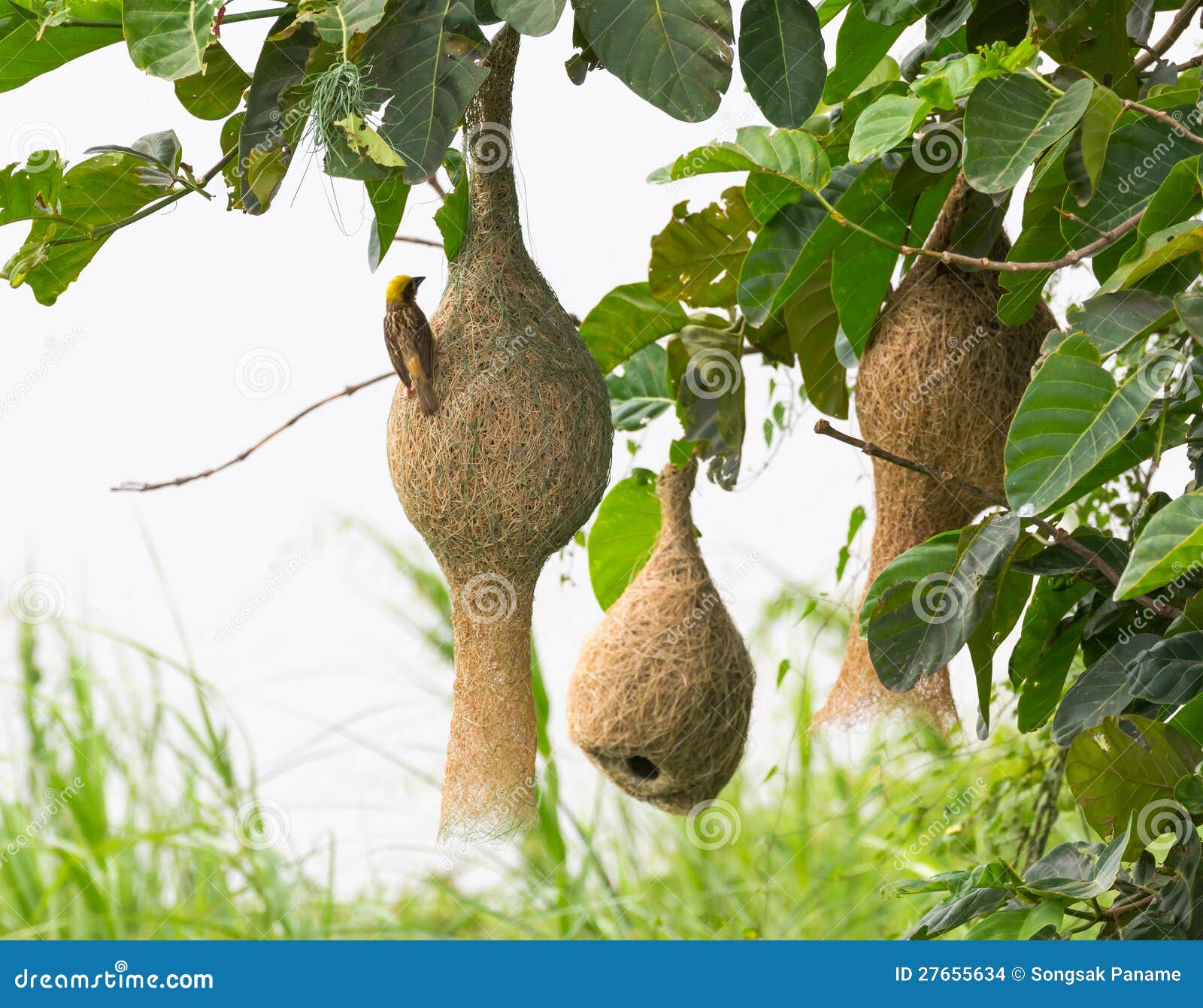 baya weaver bird nest