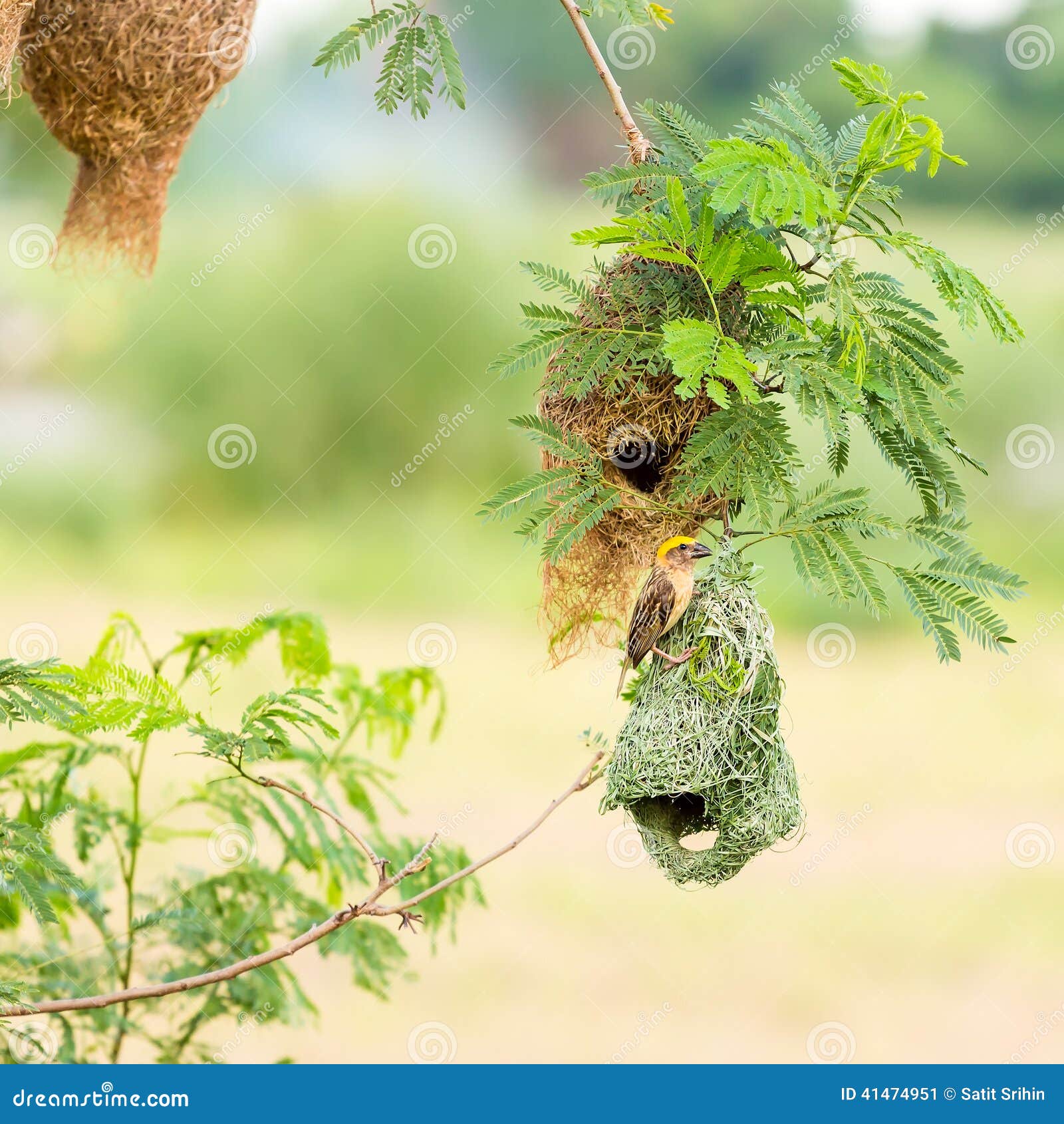 baya weaver bird on nest