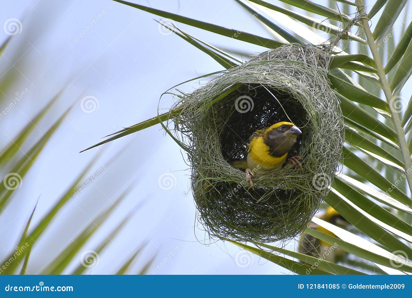 baya weaver - king of nest buiding birds