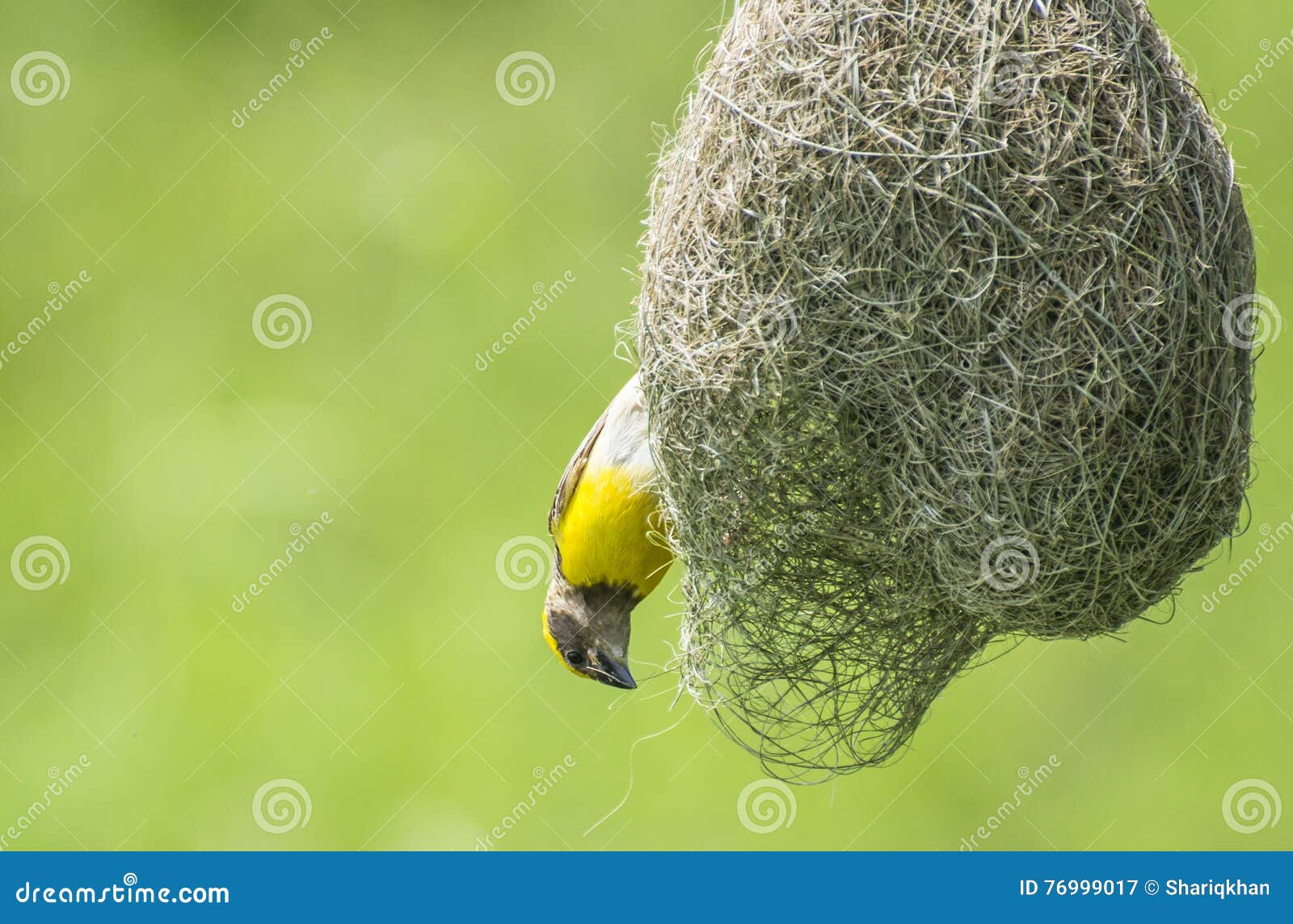 bird nest and baya weaver