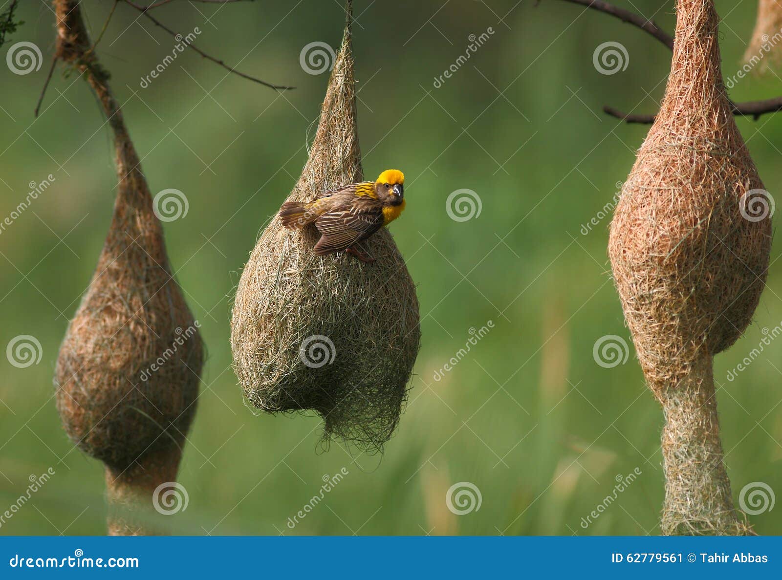 baya weaver with nest colony