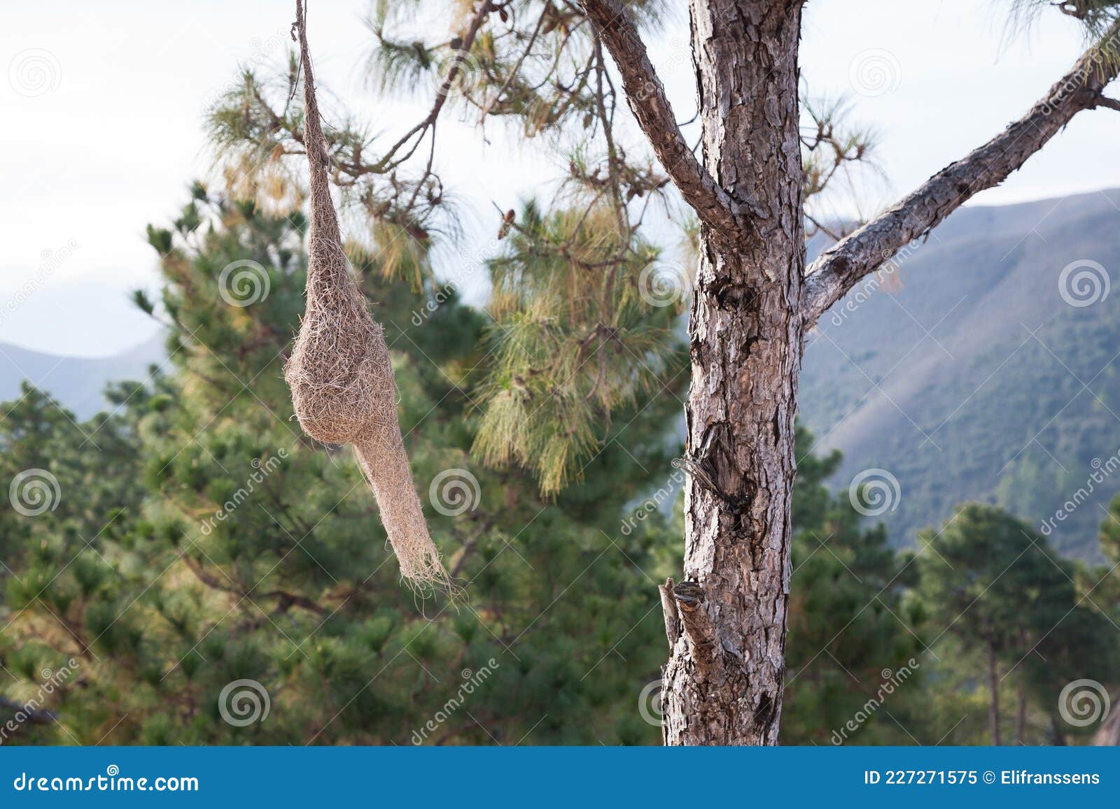 baya weaver nest