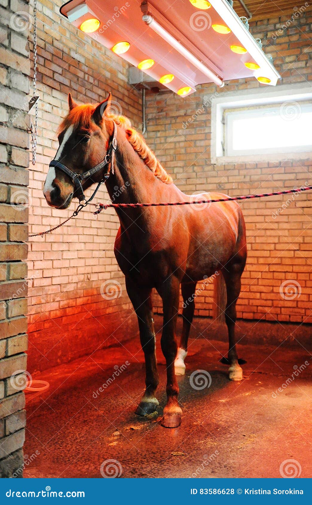 Солярий для лошадей