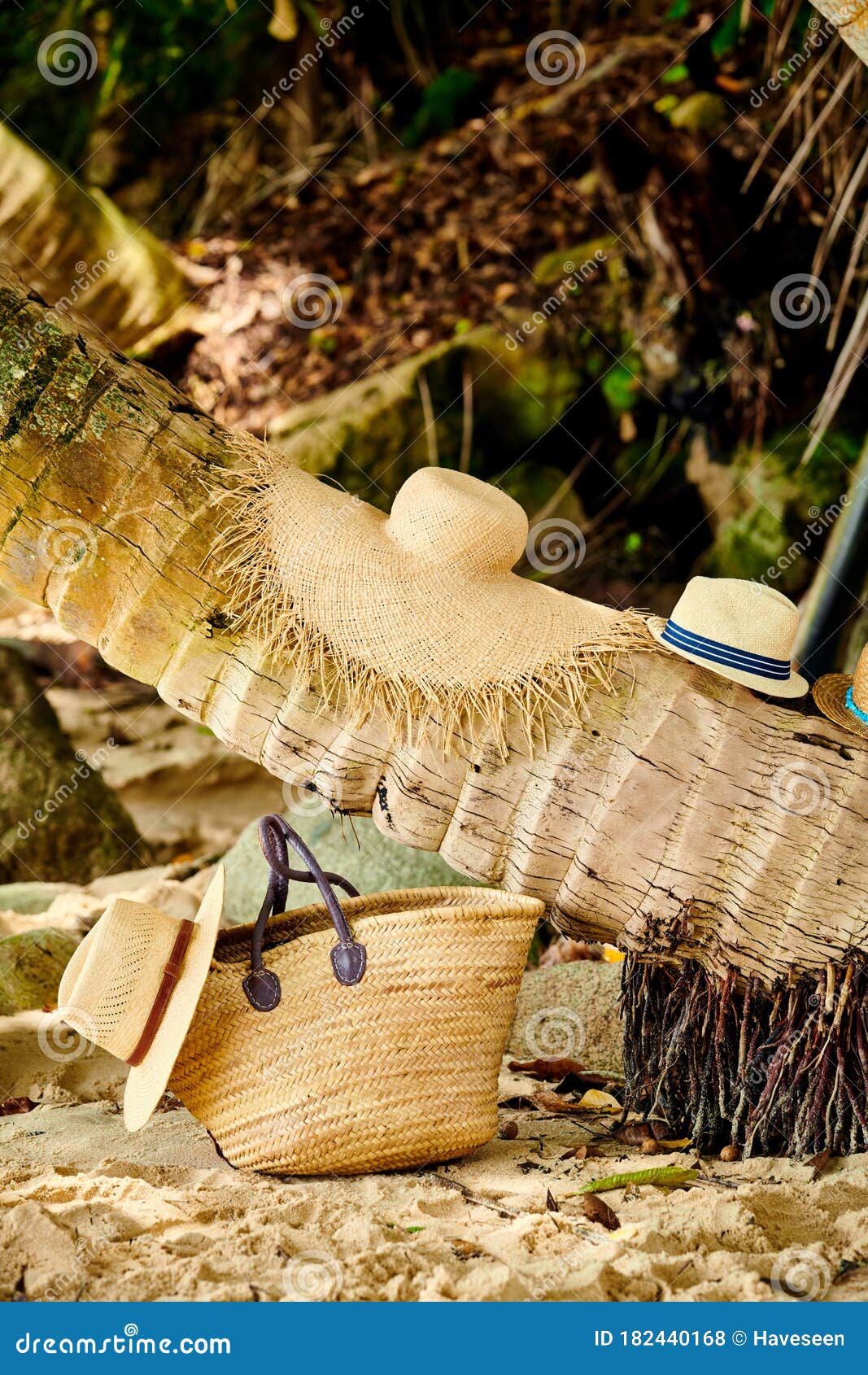 Beach Bag and Hats by Palm Tree Stock Photo Image of tranquil