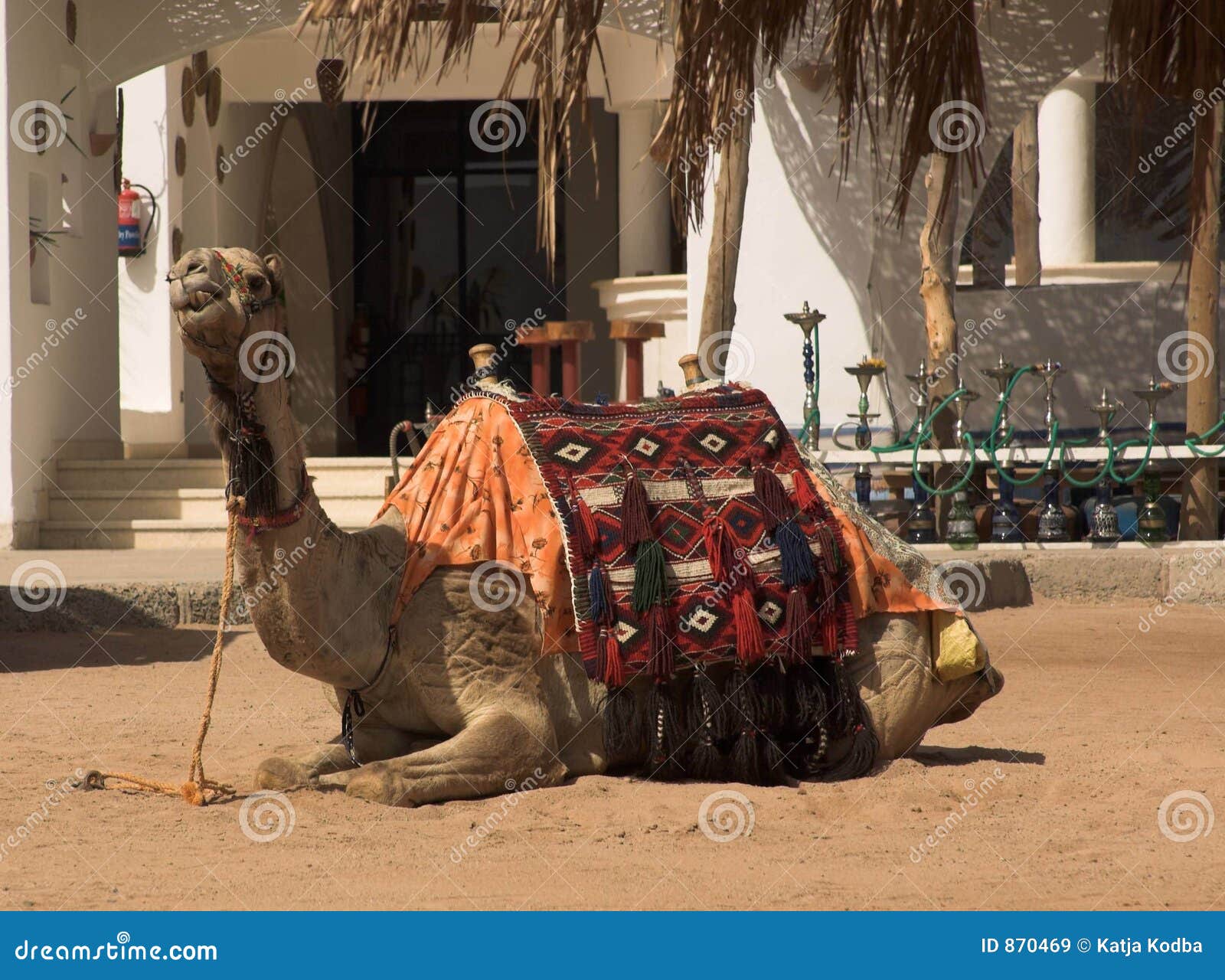 Beach camel. On the red sea beach