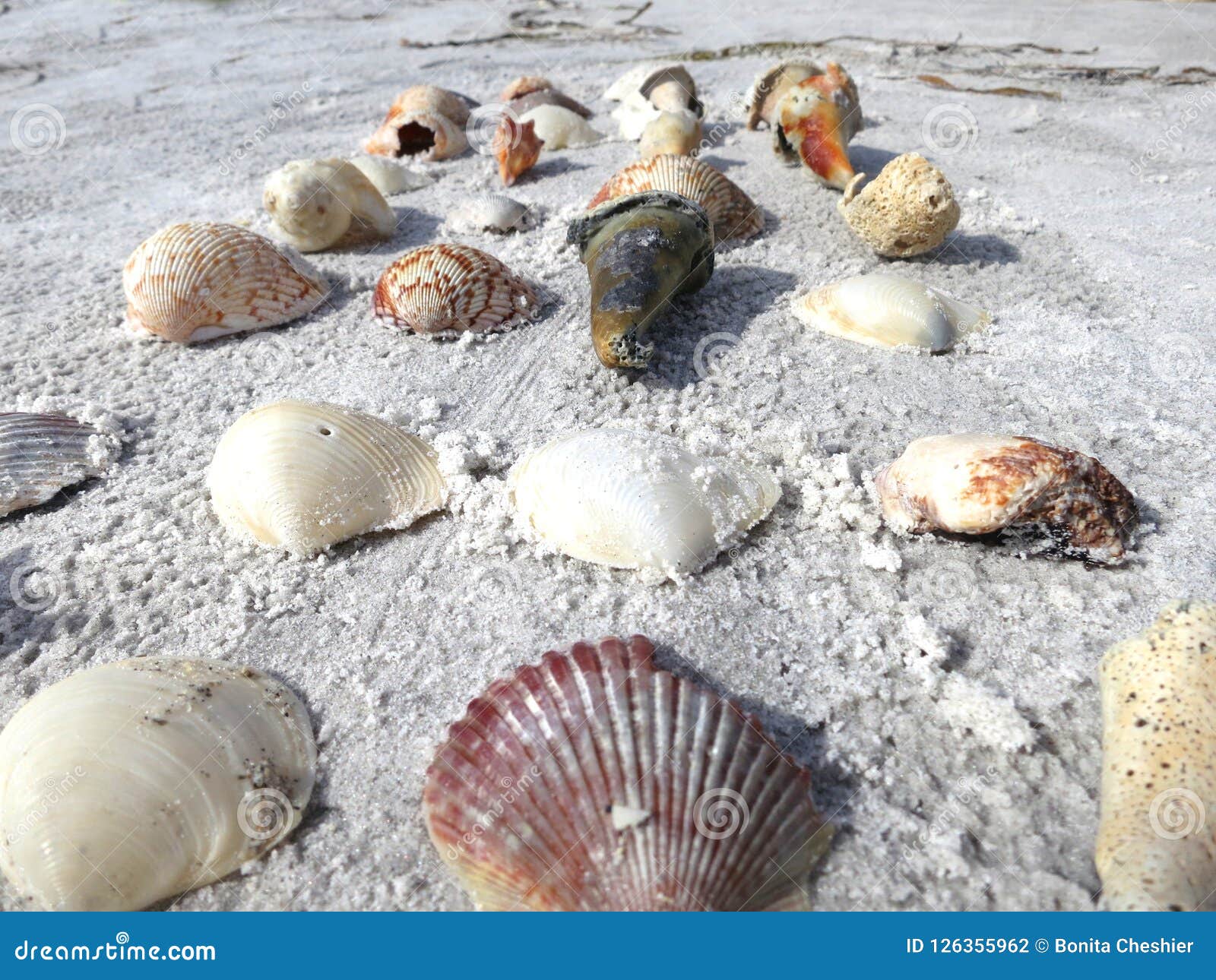 Beach Combers Find Seashells Stock Photo Image of trail, variety 126355962