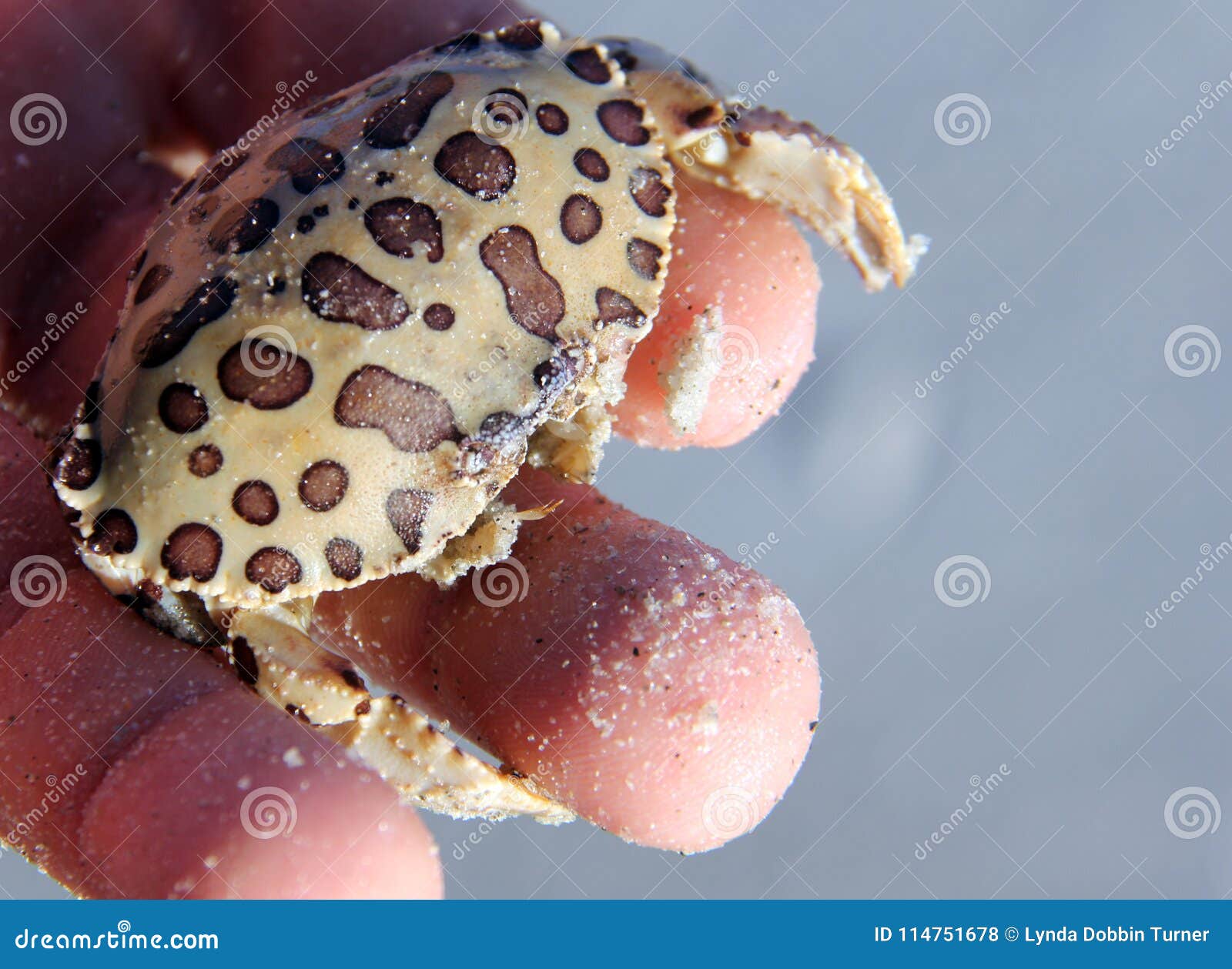 Tiny Spotted Crab Amongst The Sanibel Sea Shells Stock Photo - Image of