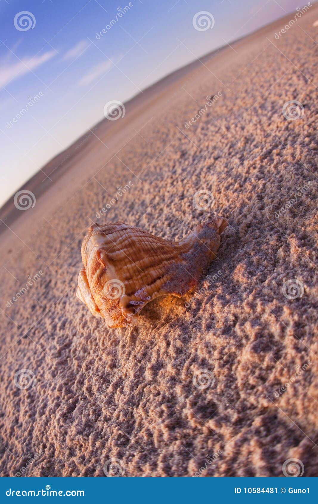 Beach Compositions. Shells on Sand Stock Image Image of water, blue