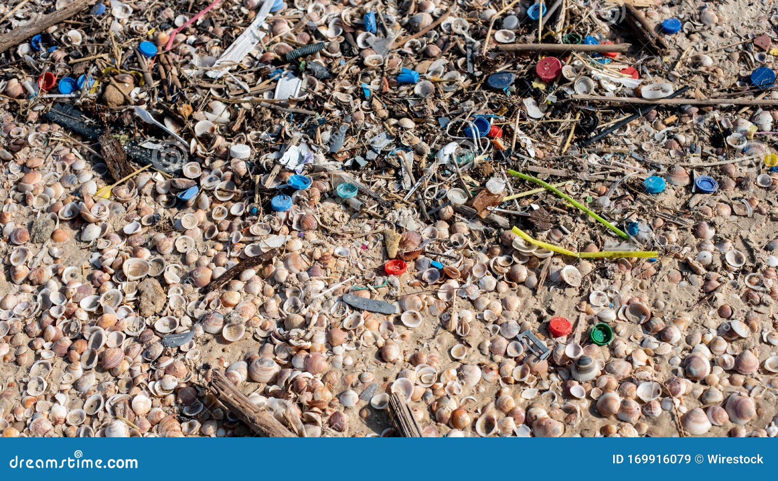 Beach Covered in Snail Shells and Plastic Rubbish Under Sunlight Stock