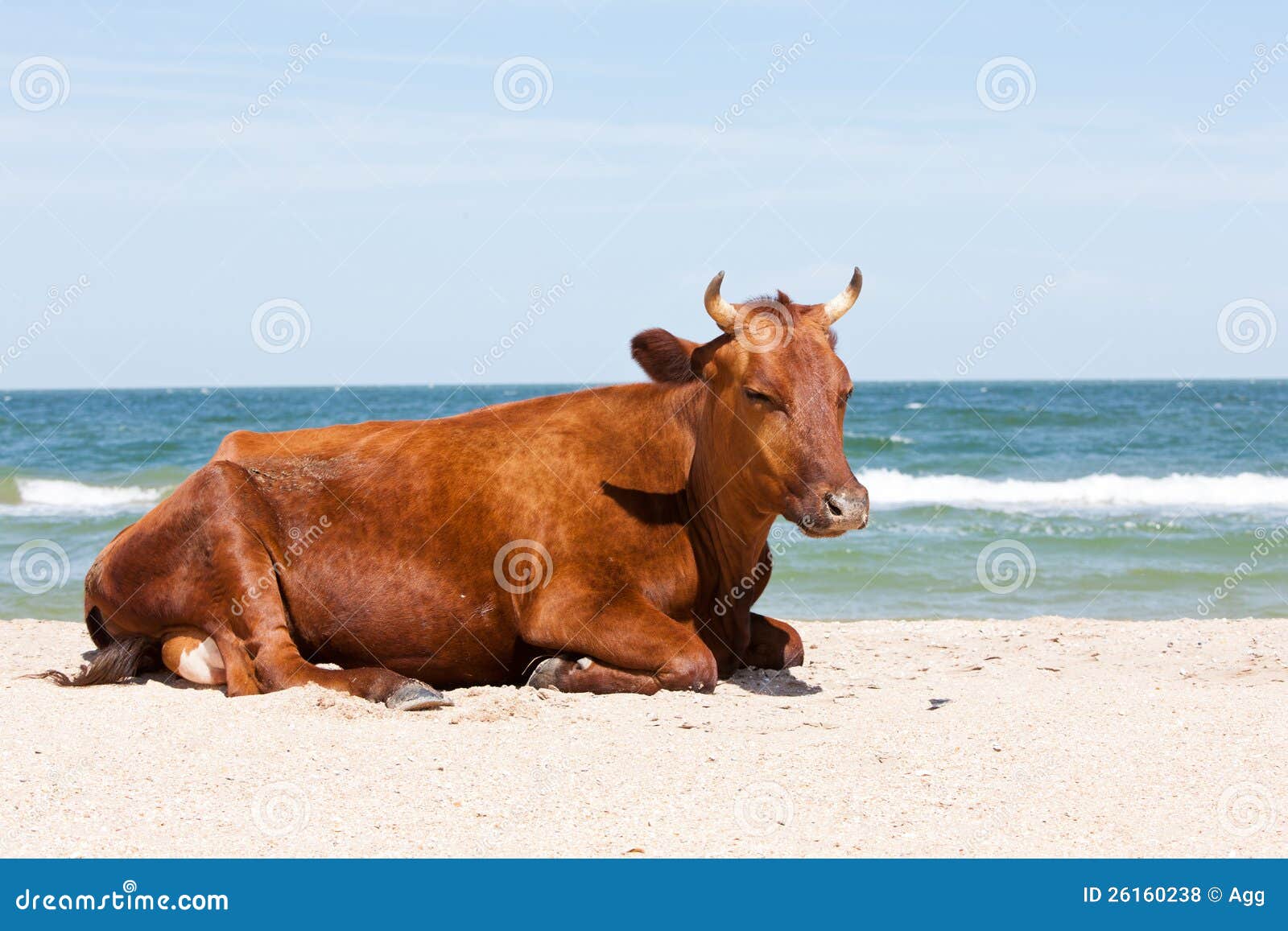 Beach cow stock photo. Image of animal, sunbathing, surf 26160238
