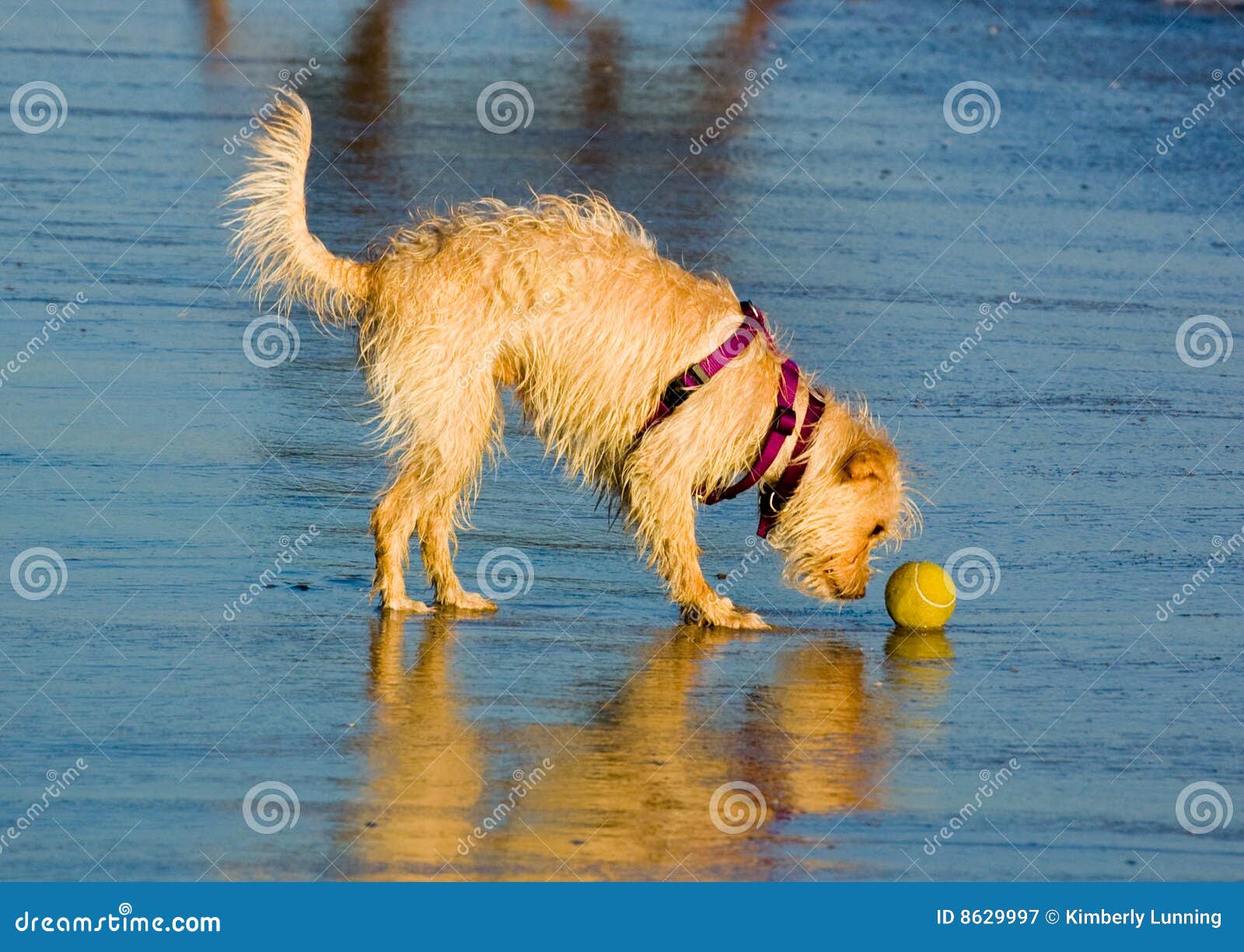 Beach_dog_ball stock image. Image of animal, ocean, white 8629997