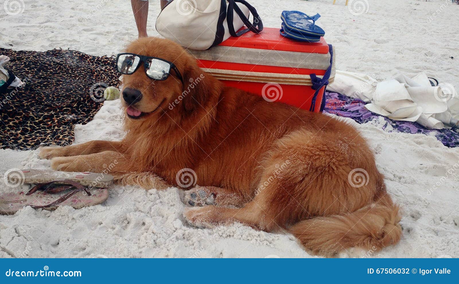 Beach dog with sunglasses stock photo. Image of sunglasses 67506032