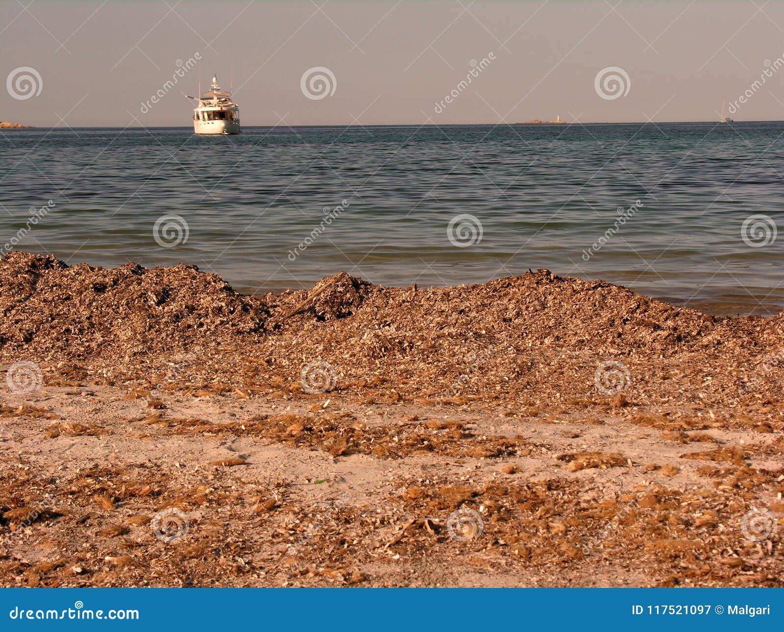 Beach with dried seaweed stock image. Image of ocean 117521097