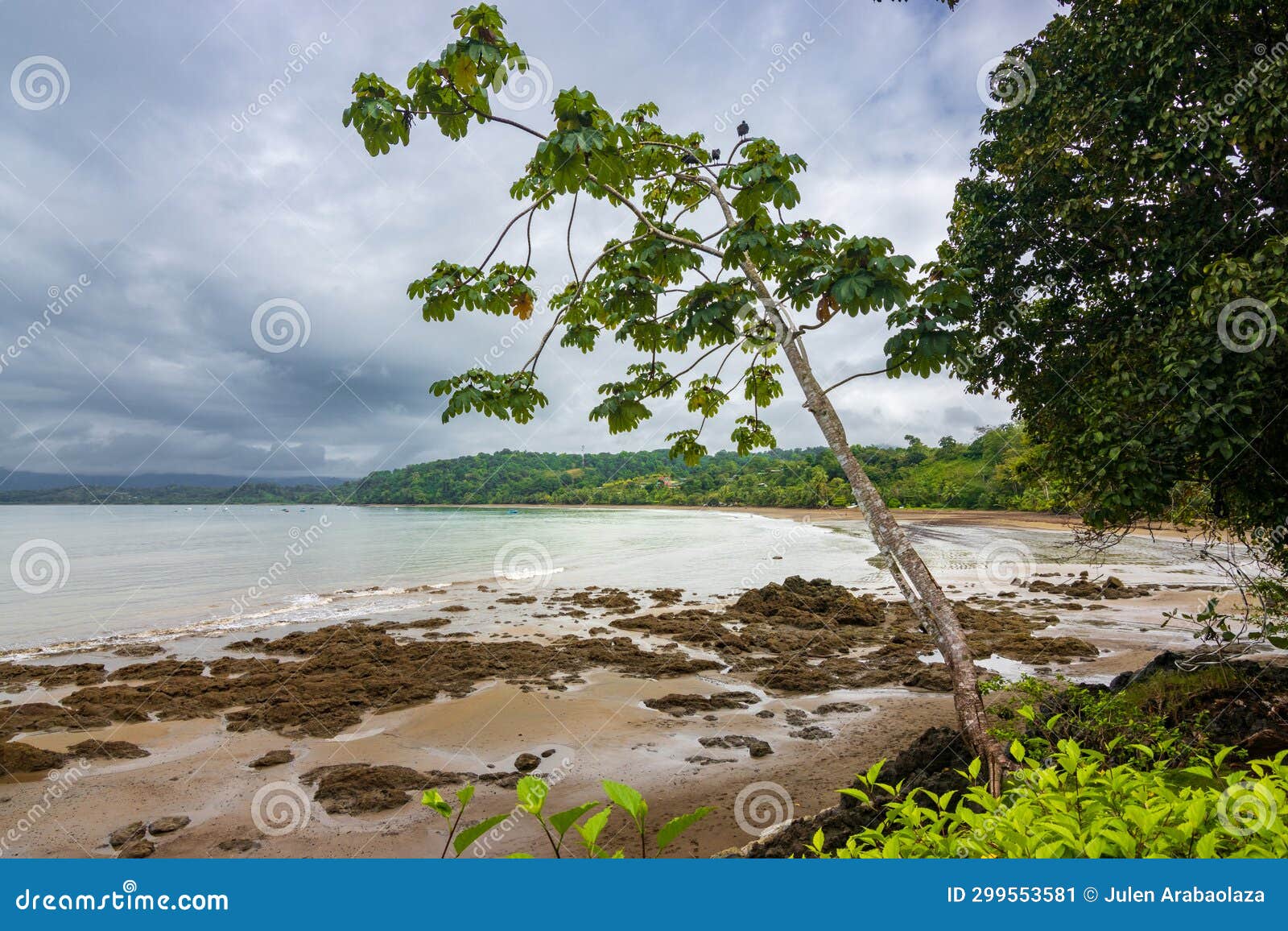Beach and Forest of Drake Bay (Costa Rica) Stock Image - Image of ...