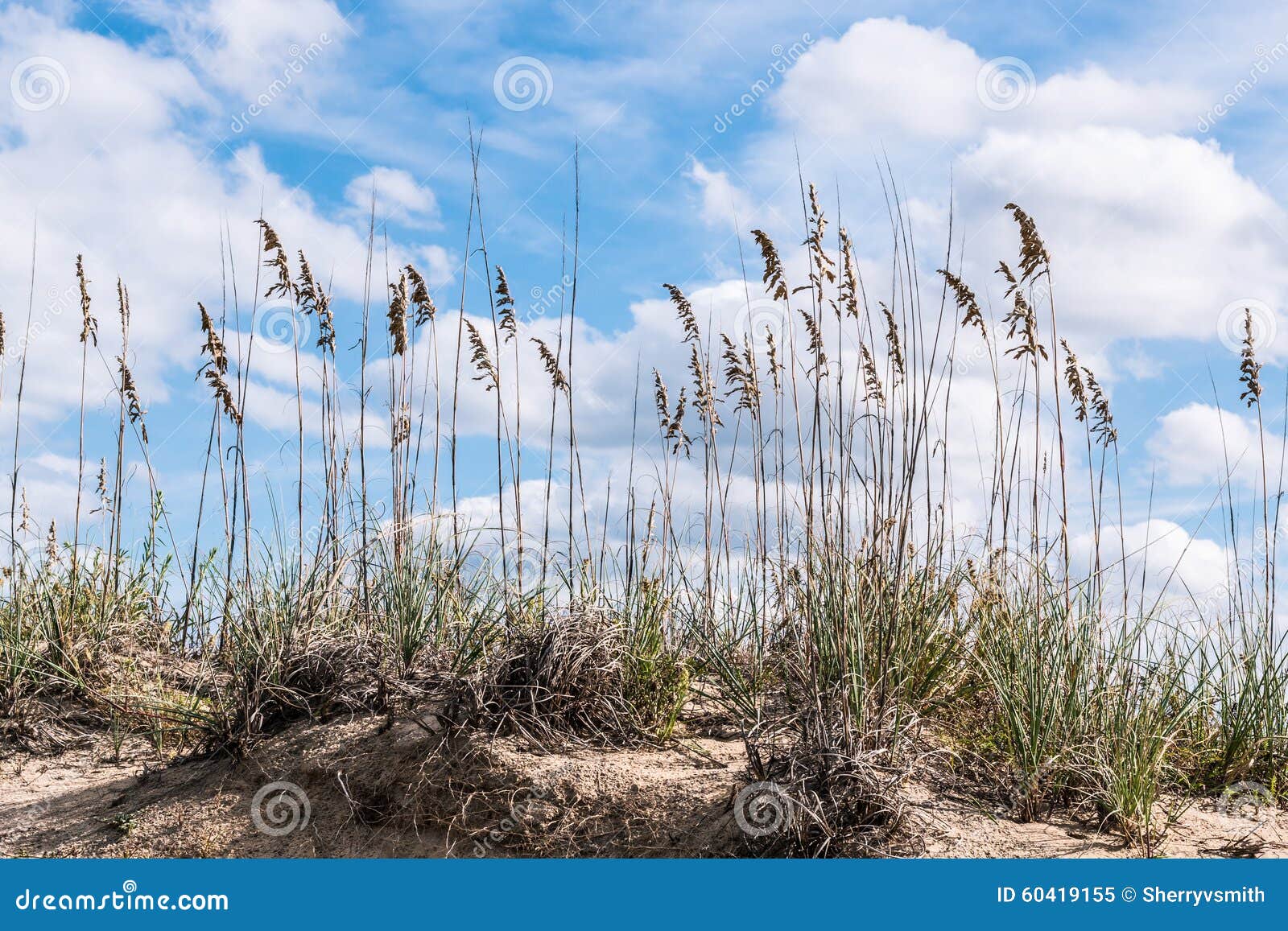 Beach Grass and Dunes at Sandbridge Stock Image Image of tourism
