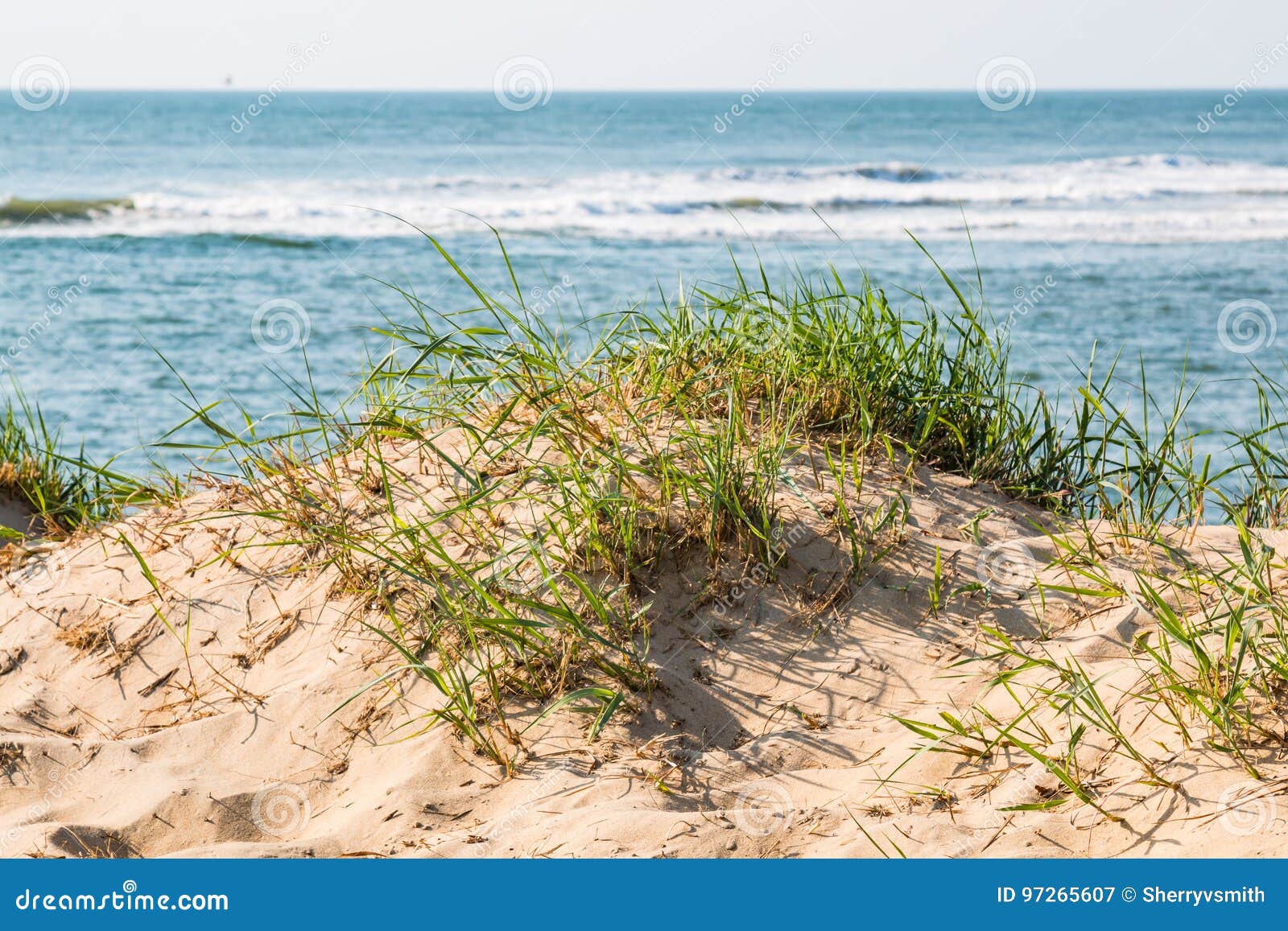 Beach Grass in Dunes in Virginia Beach with Ocean Background Stock
