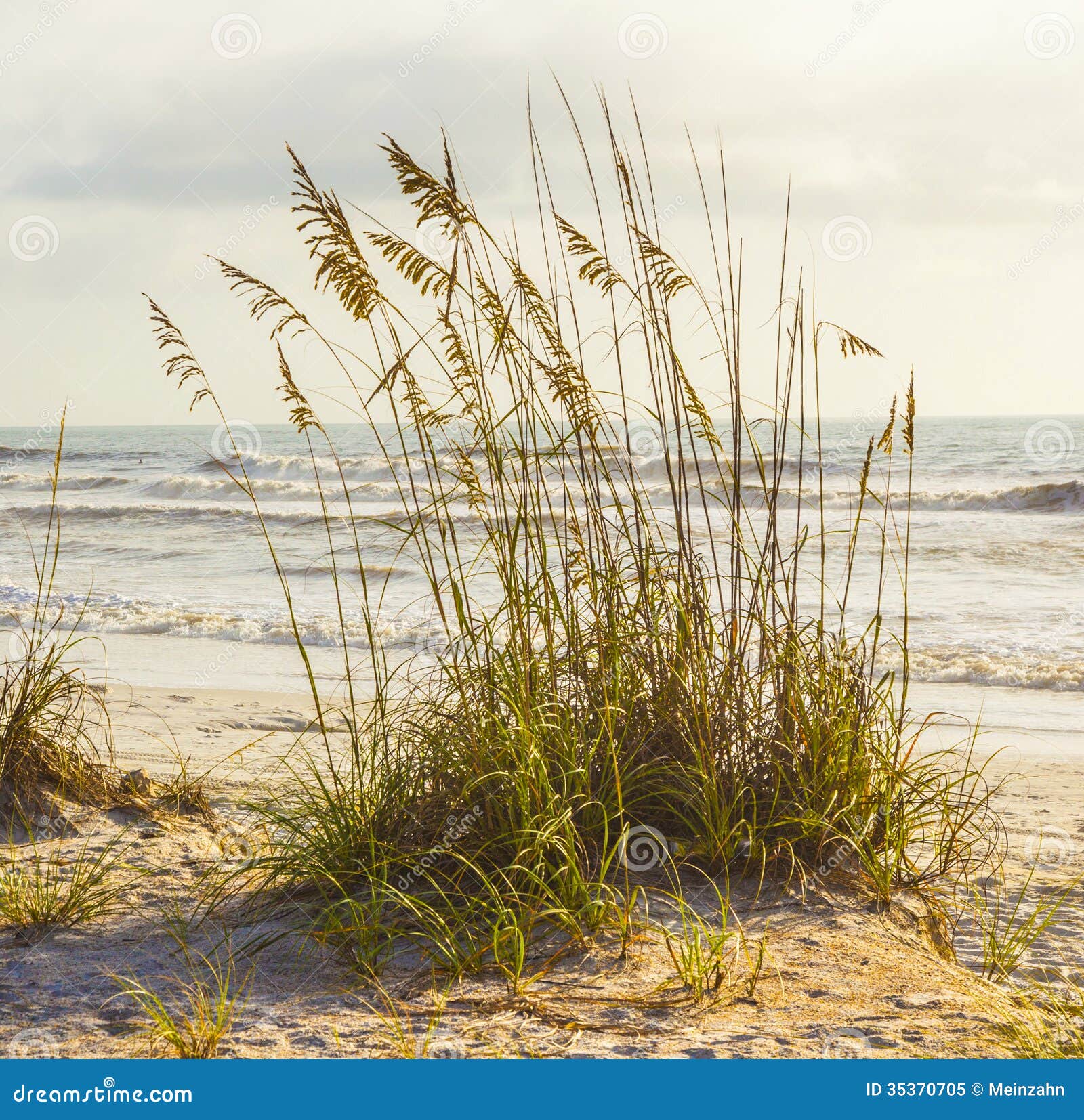 Beach Grass in Front of the Ocean Stock Image Image of coast