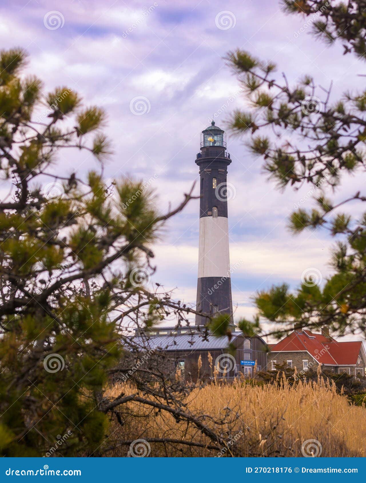 beach grass and tree branches framing a tall stone lighthouse, with wispy clouds overhead in the sky. fire island