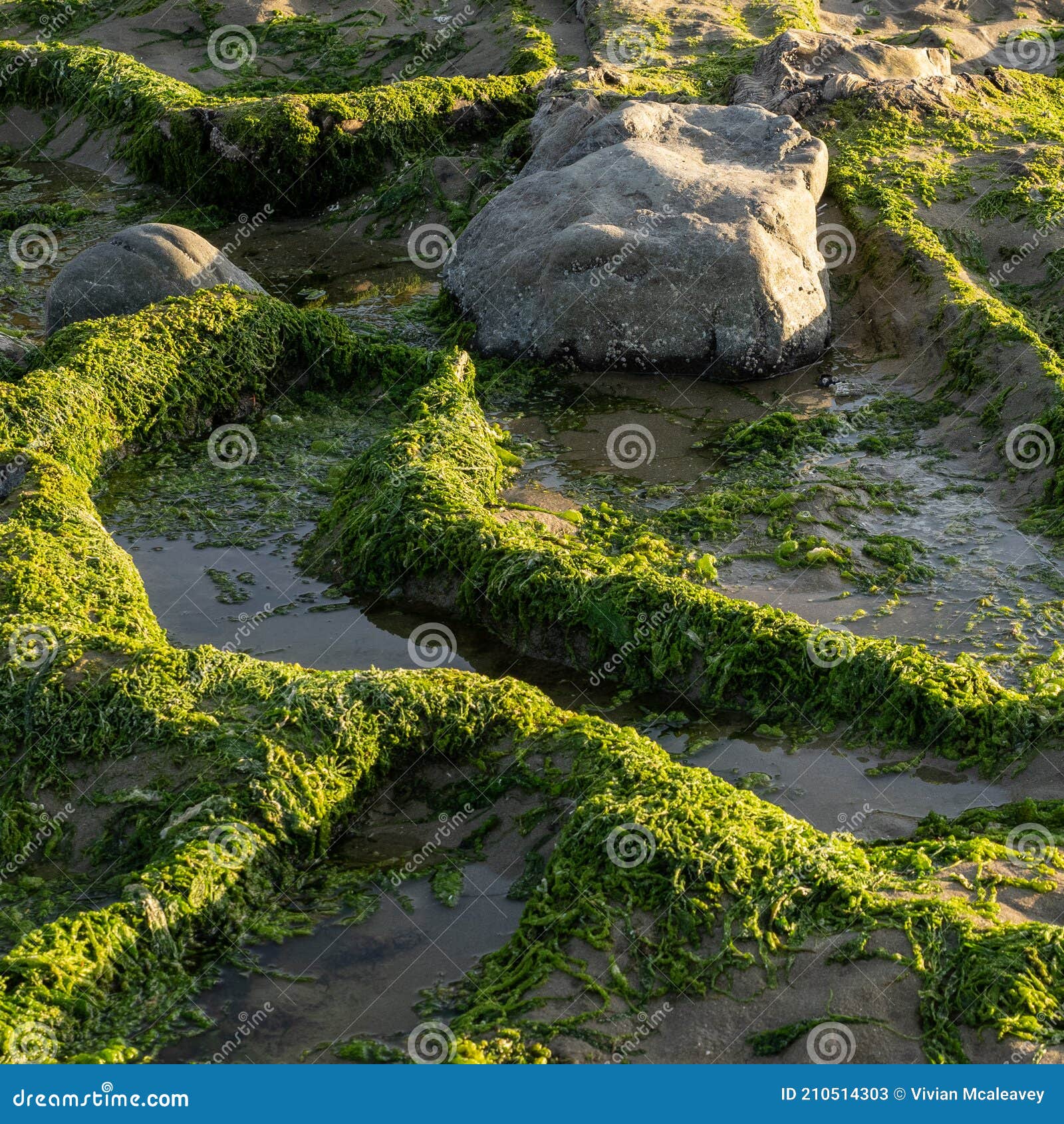 Rocks and Algae at Low Tide Stock Image Image of algae, tide 210514303