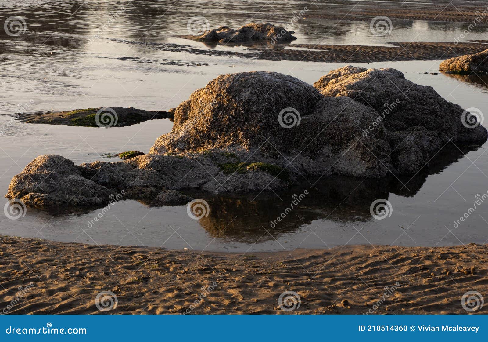Rocks and Algae at Low Tide Stock Photo Image of algae, yachats