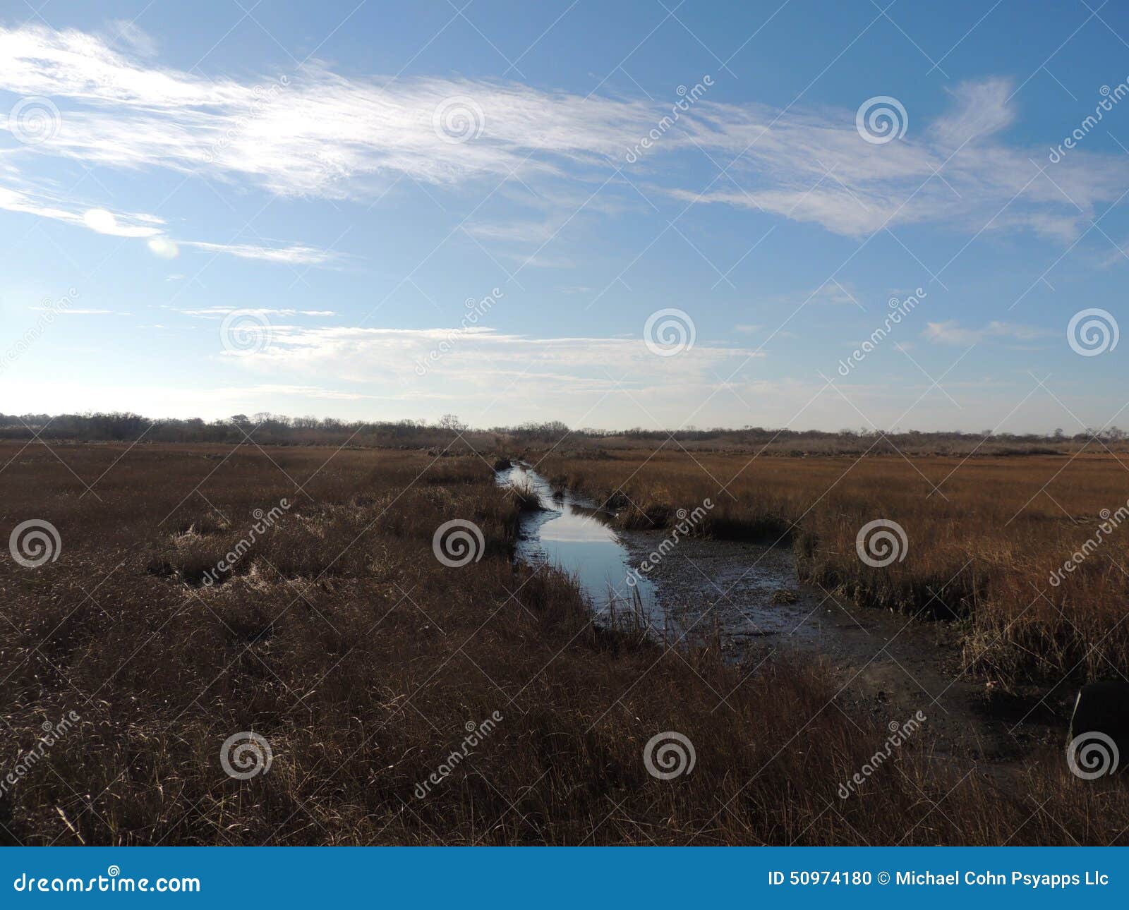 Beach marsh stock photo. Image of grassland, floodplain 50974180