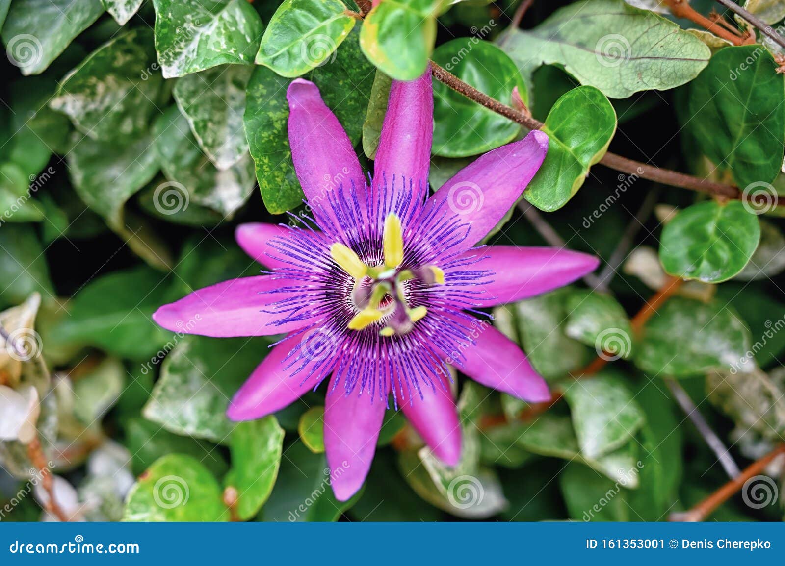 flower montenegro budva