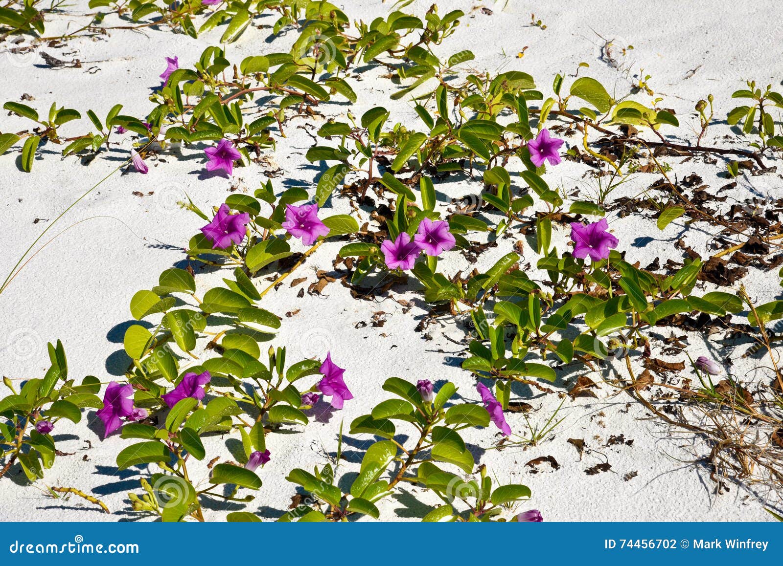 Beach Morning Glory stock photo. Image of sand, railroad 74456702