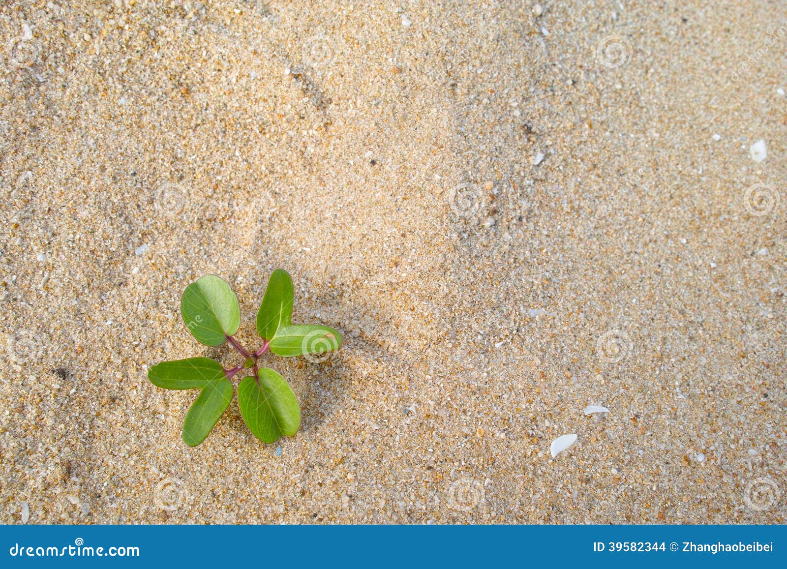 beach morningglory herb