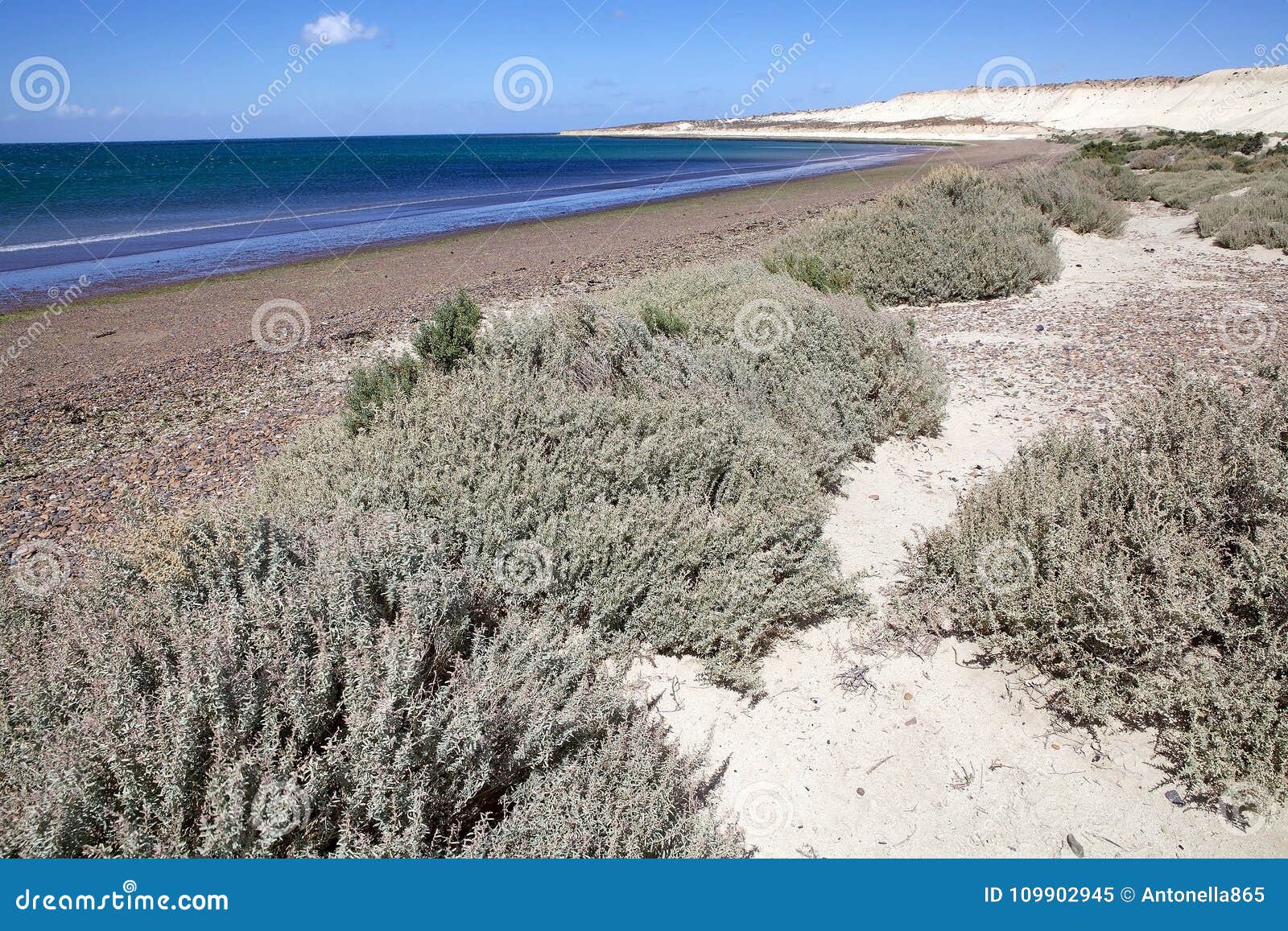 beach near puerto madryn, a city in chubut province, patagonia, argentina