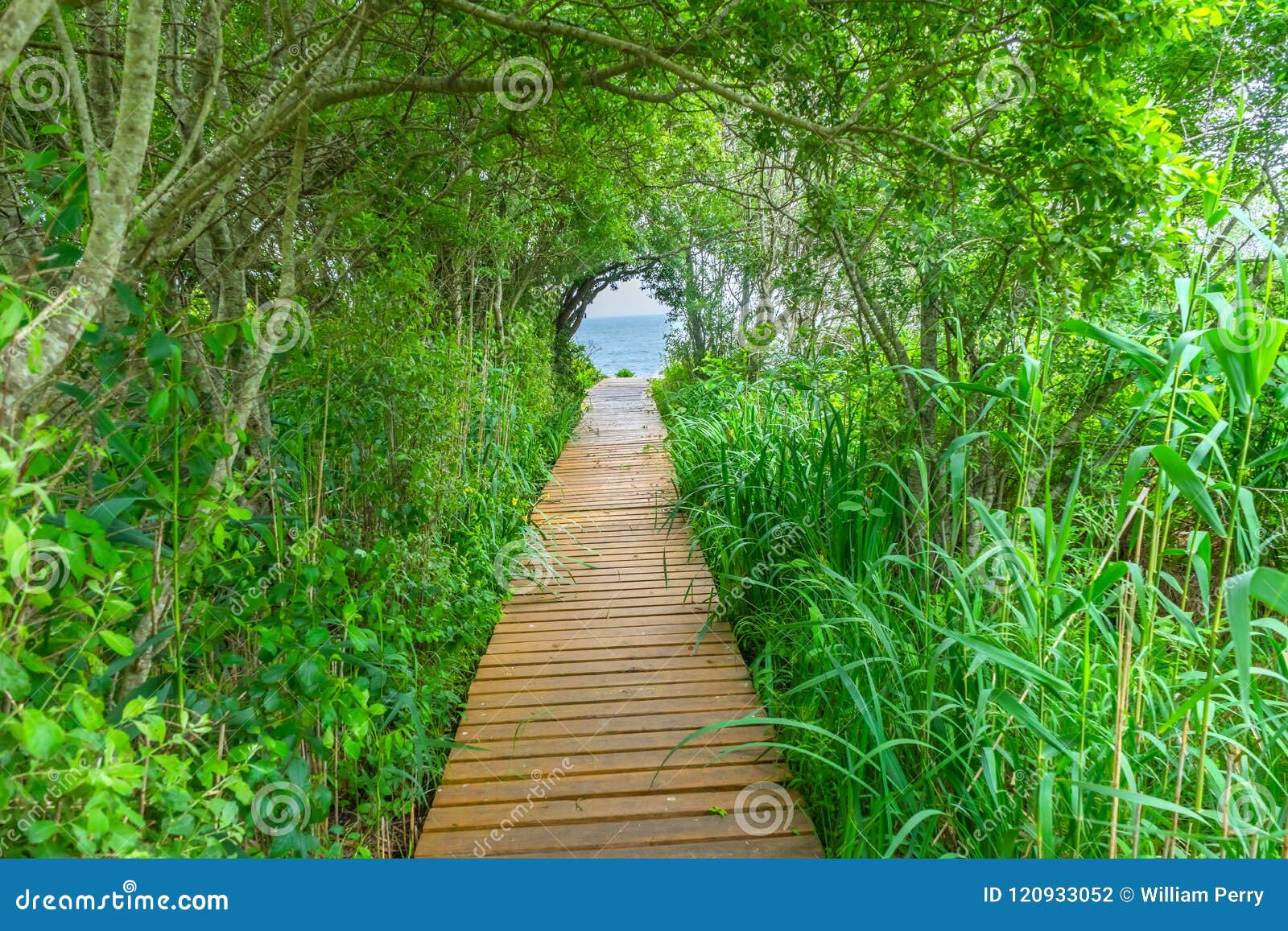 Beach Ocean Path Boardwalk Forest Trees Padnaram Dartmouth