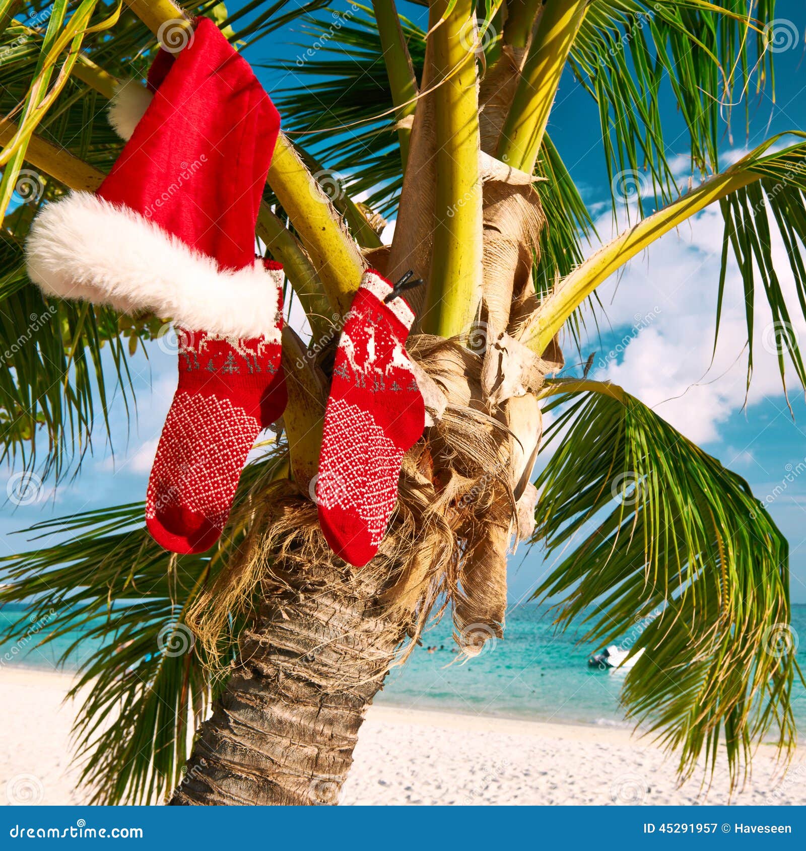 Beach with Palm Tree at Christmas Stock Image Image of vacation