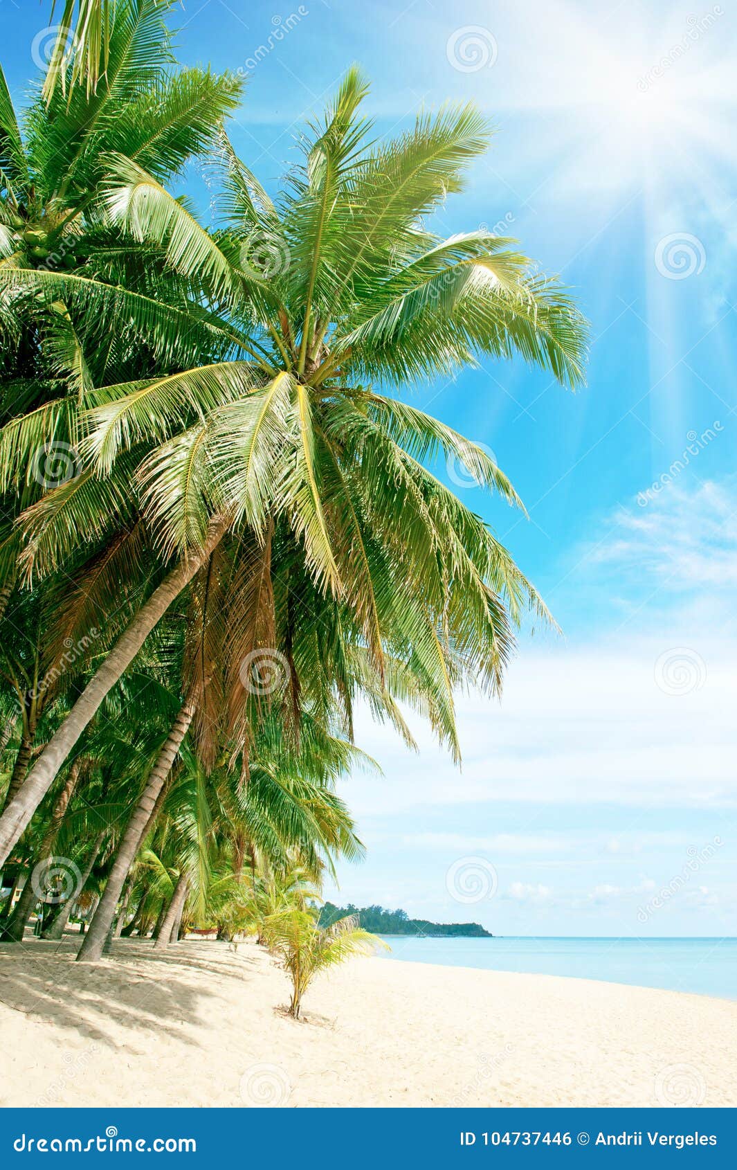Beach with Palm Tree Over the Sand Stock Photo - Image of resort, beach ...