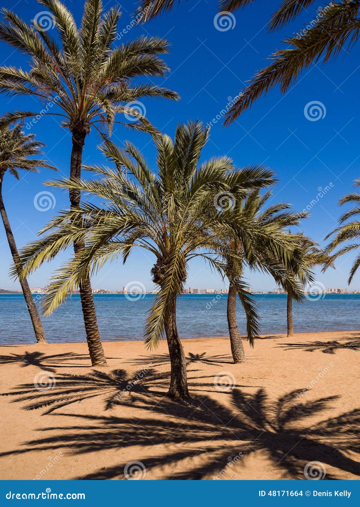 beach with palm trees in spain