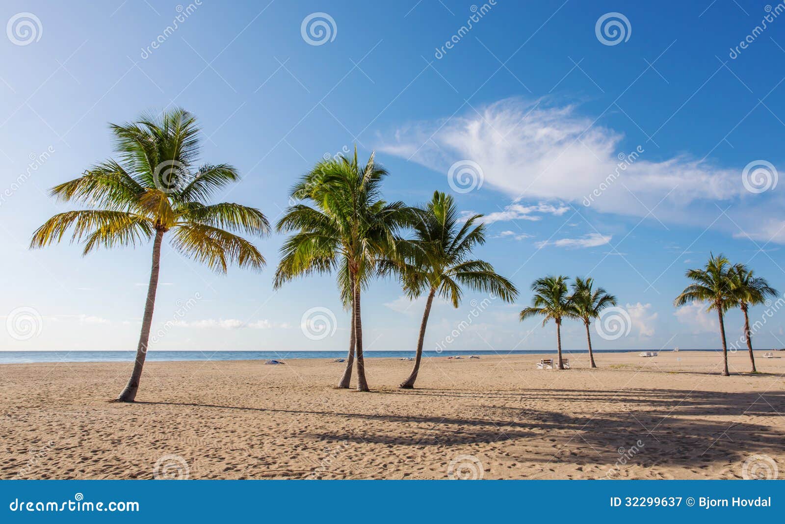 beach with palms