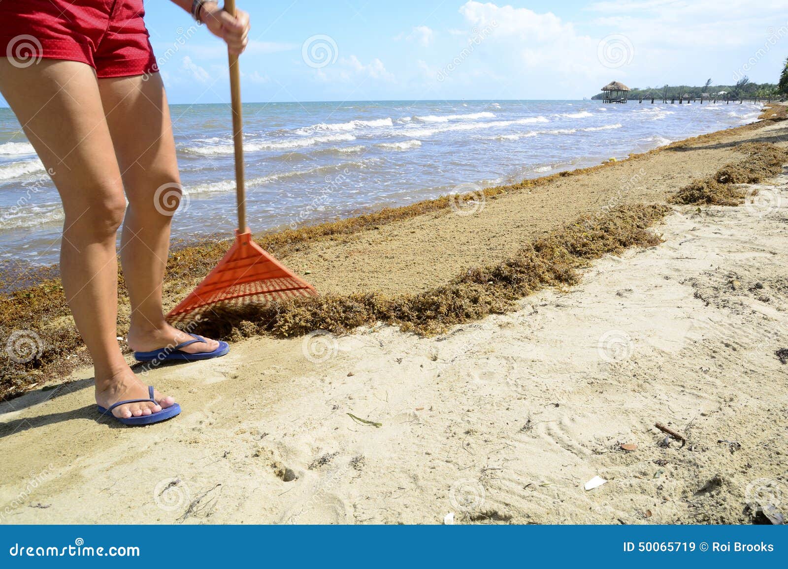 Beach Raking. Woman raking up seaweed on a beach