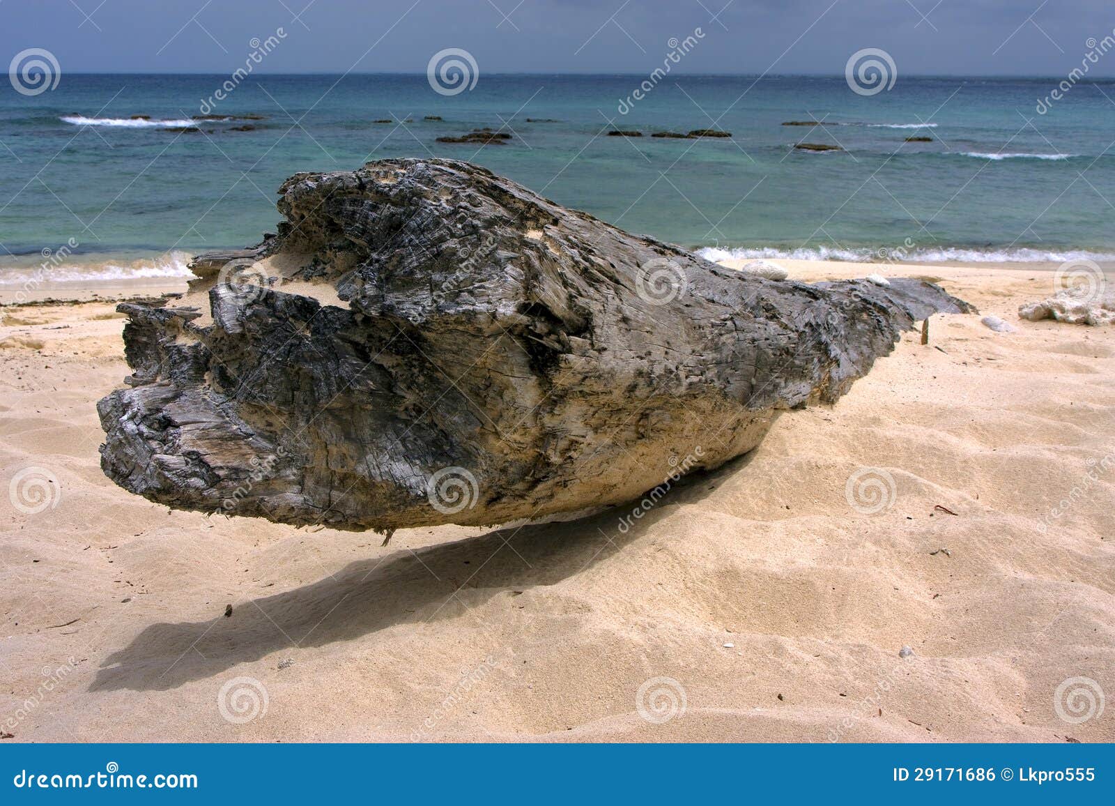 beach rock stone and tree in republica dominicana