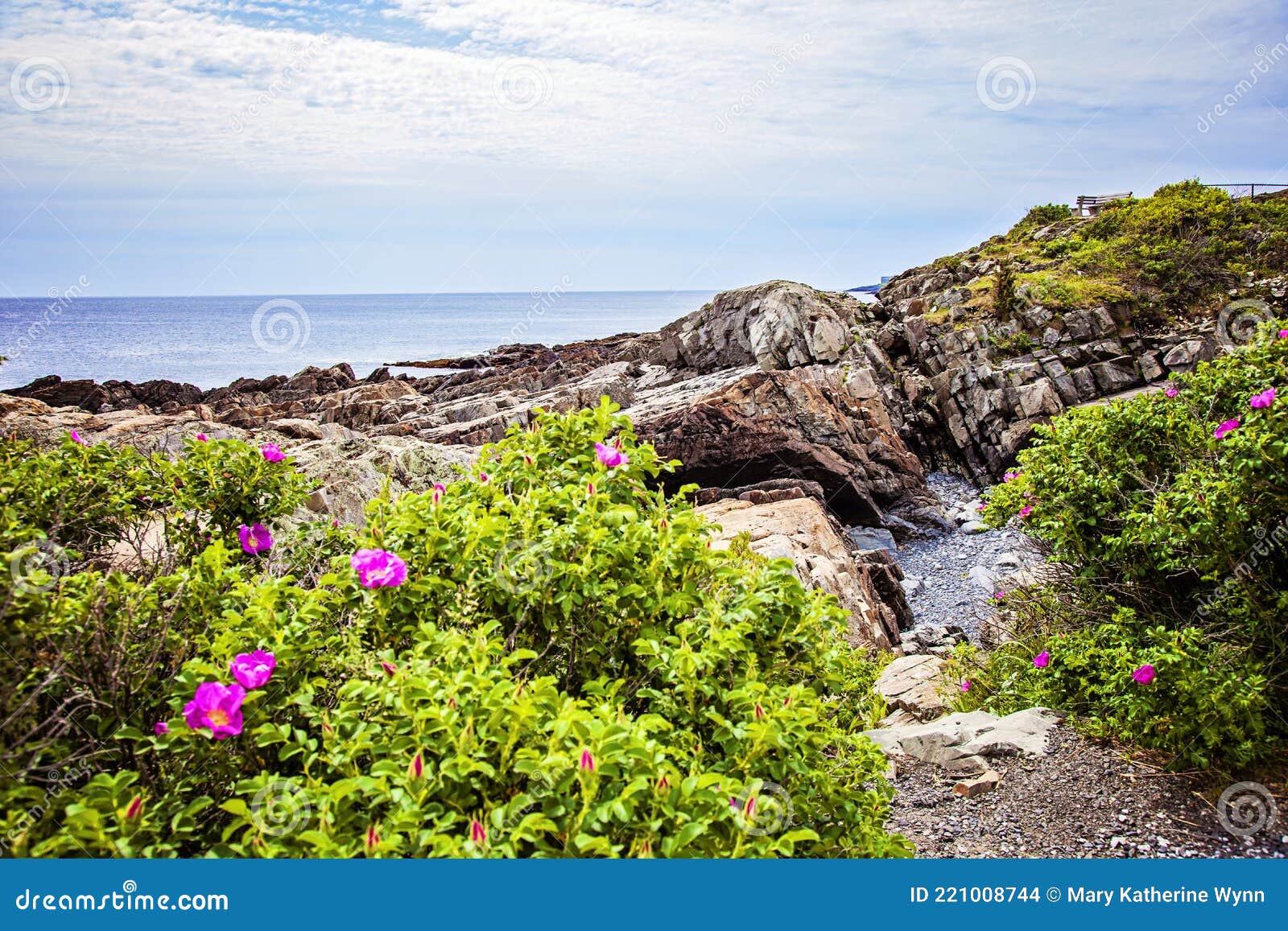 Beach Roses Blooming Along the Rocky Coast of Maine on the Marginal Way