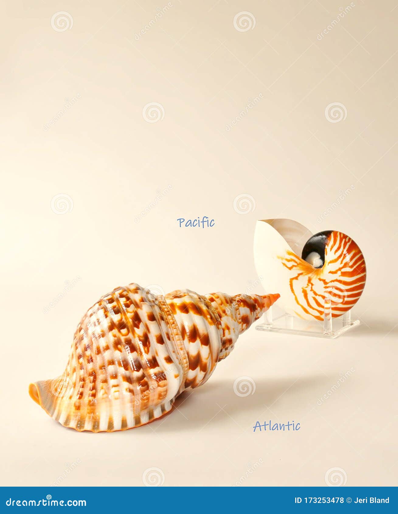 beach seashells from atlantic and pacific