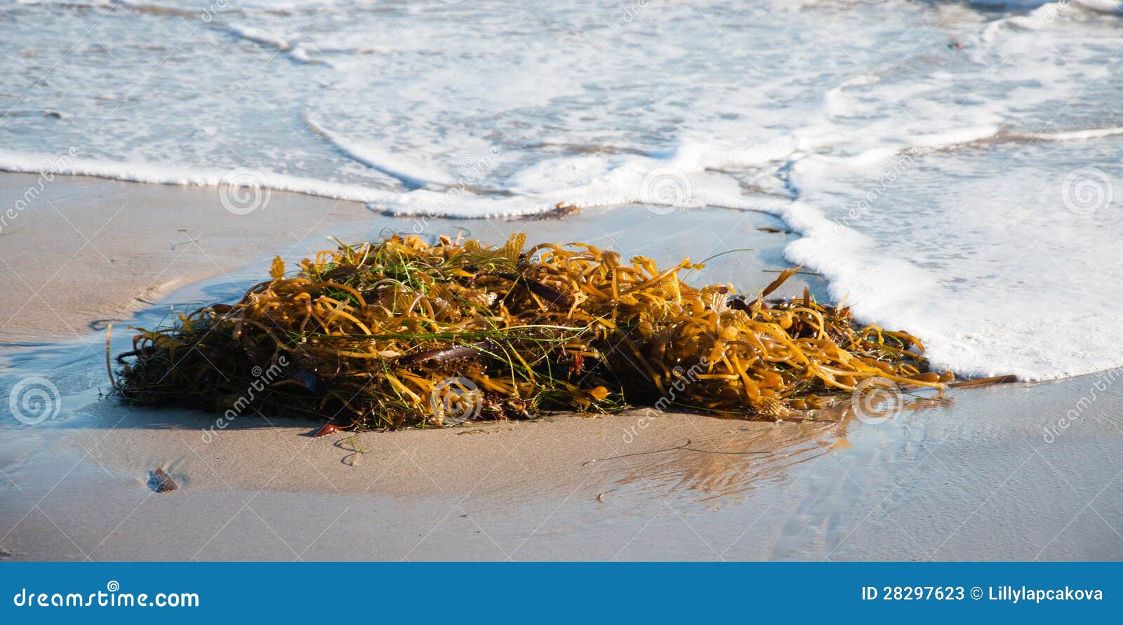 Beach Seaweed stock image. Image of weed, coastline, vacation 28297623