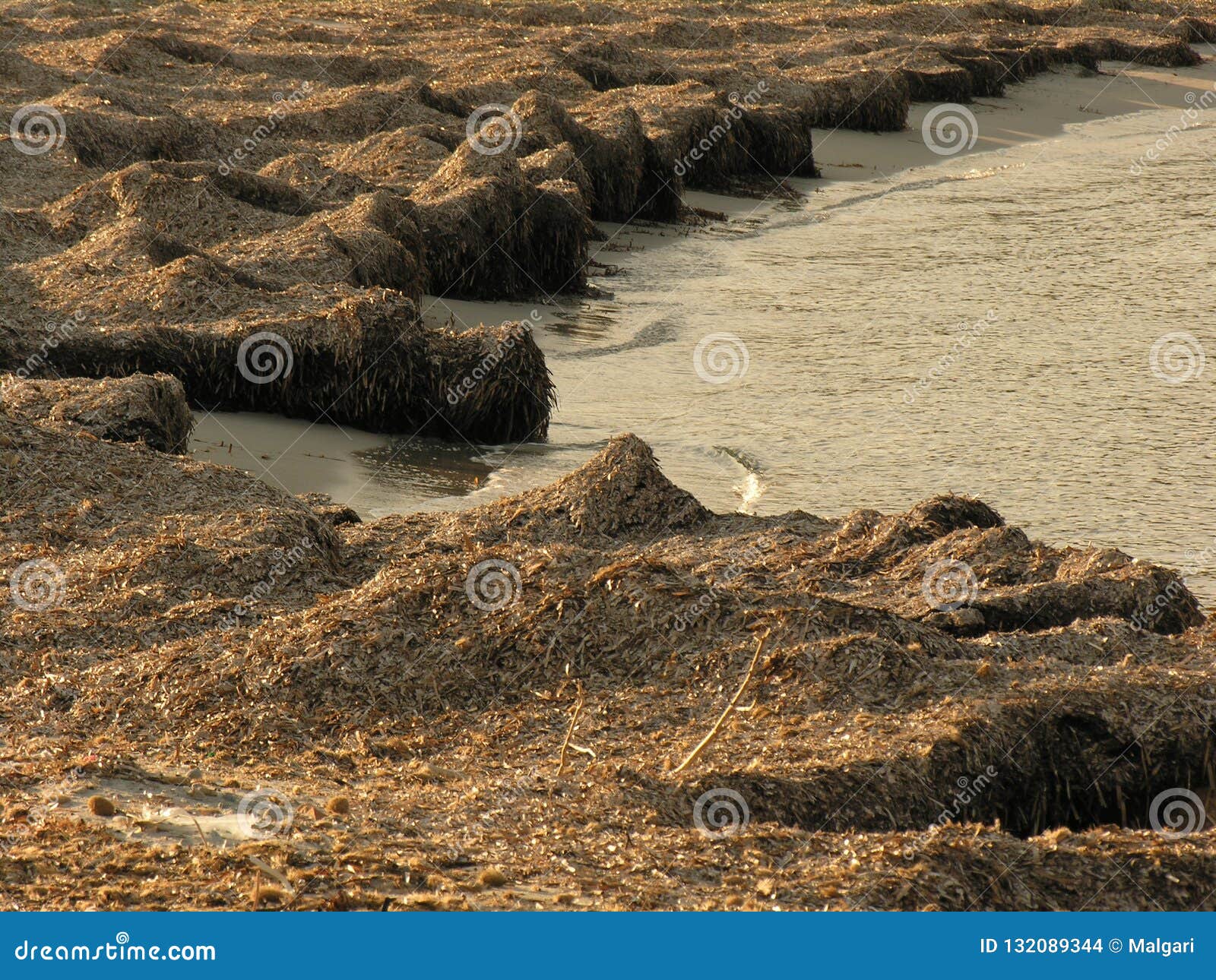 Seaweed Beach of the Coast B Stock Photo Image of formation, cover
