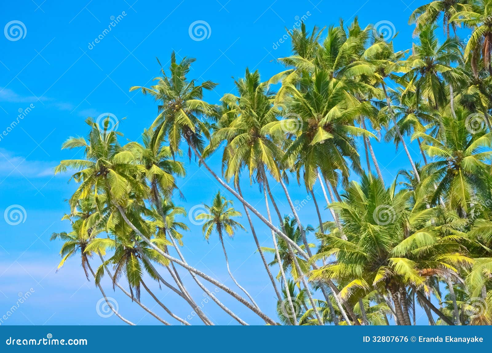 Beach Side Sri Lanka with Coconut Trees Stock Photo - Image of coast ...