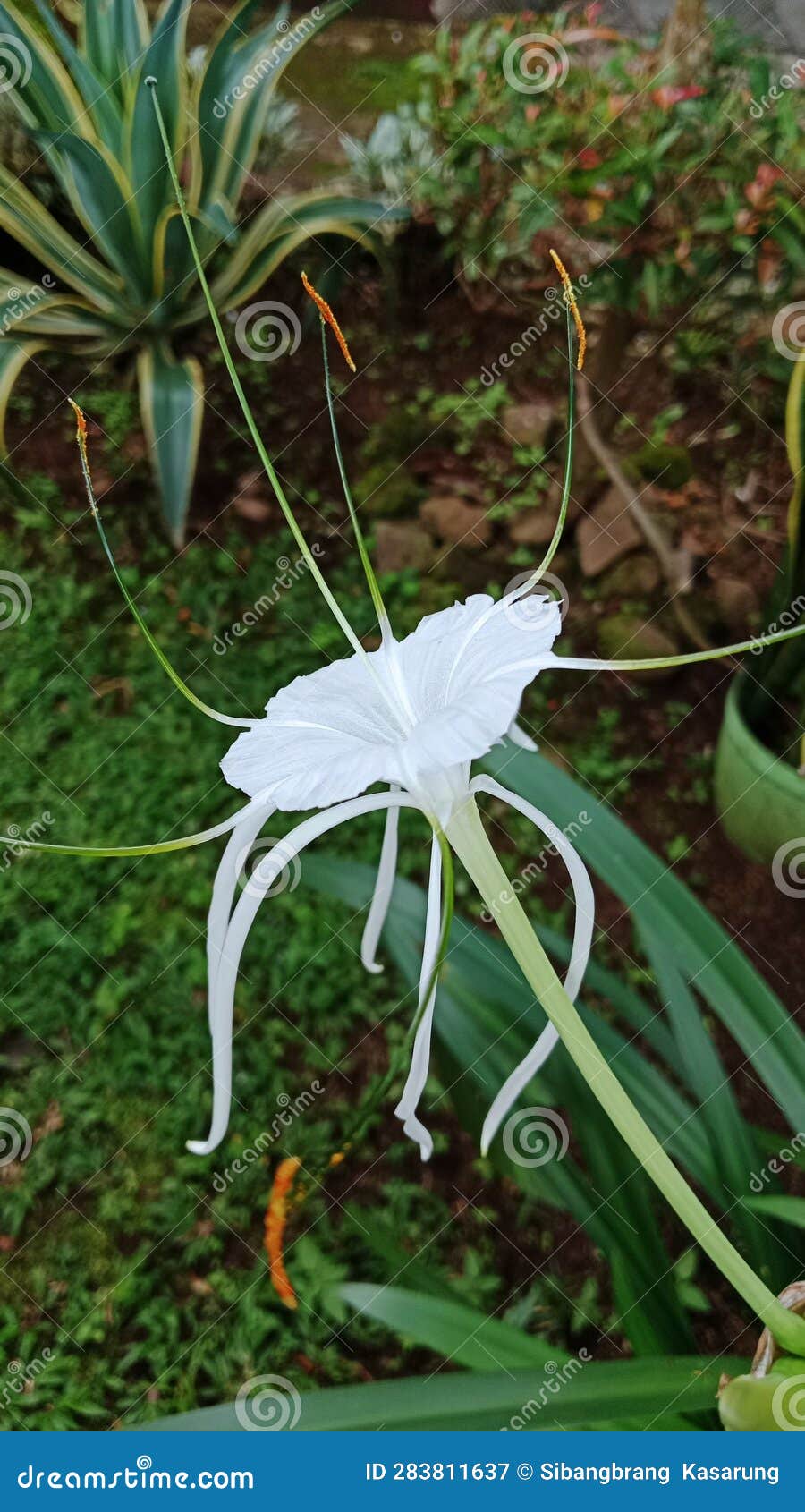 beach spider lily hymenocallis speciosa, jardÃ­n botÃ¡nico de tallinn, estonia left side