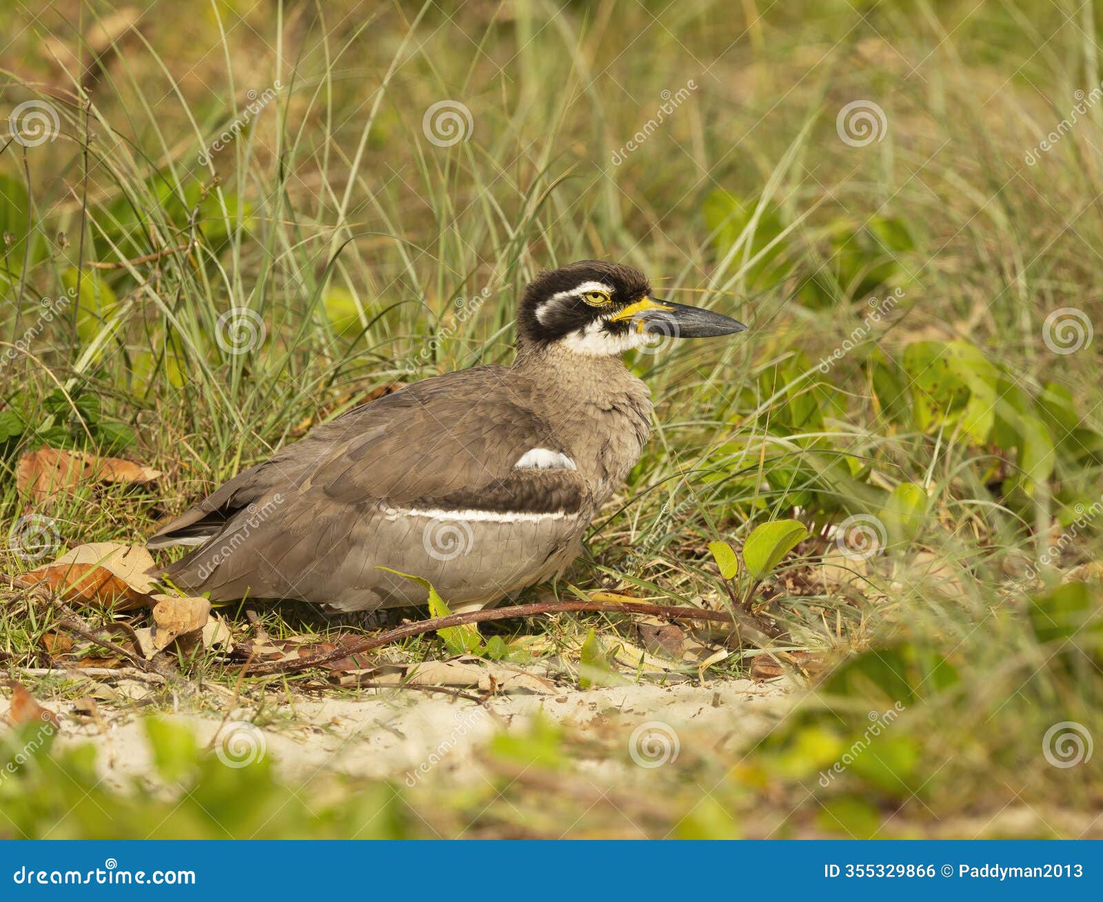 beach stone-curlew (esacus magnirostris) endangered bird