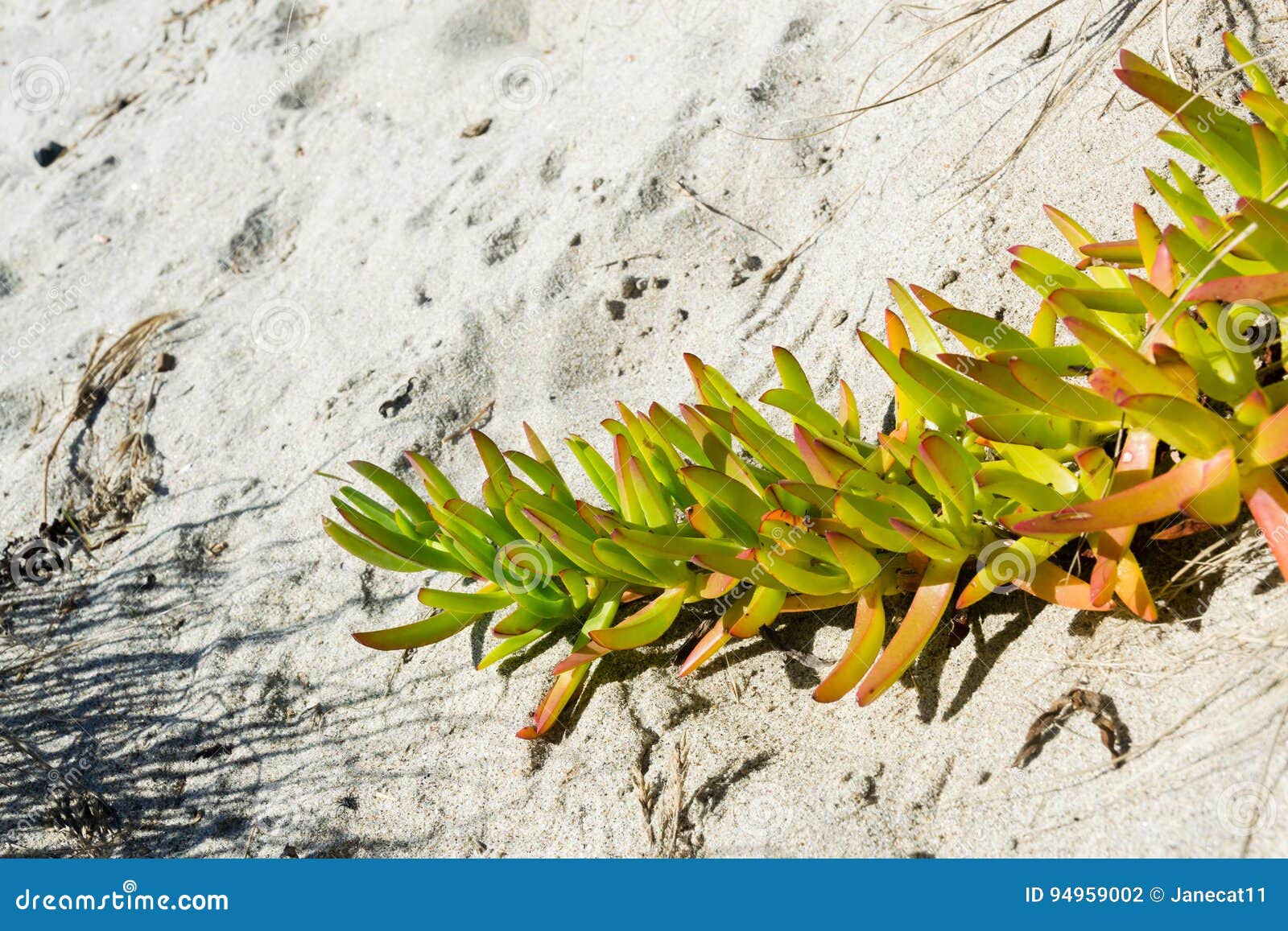 Beach Succulent stock photo. Image of calm, nature, plant 94959002