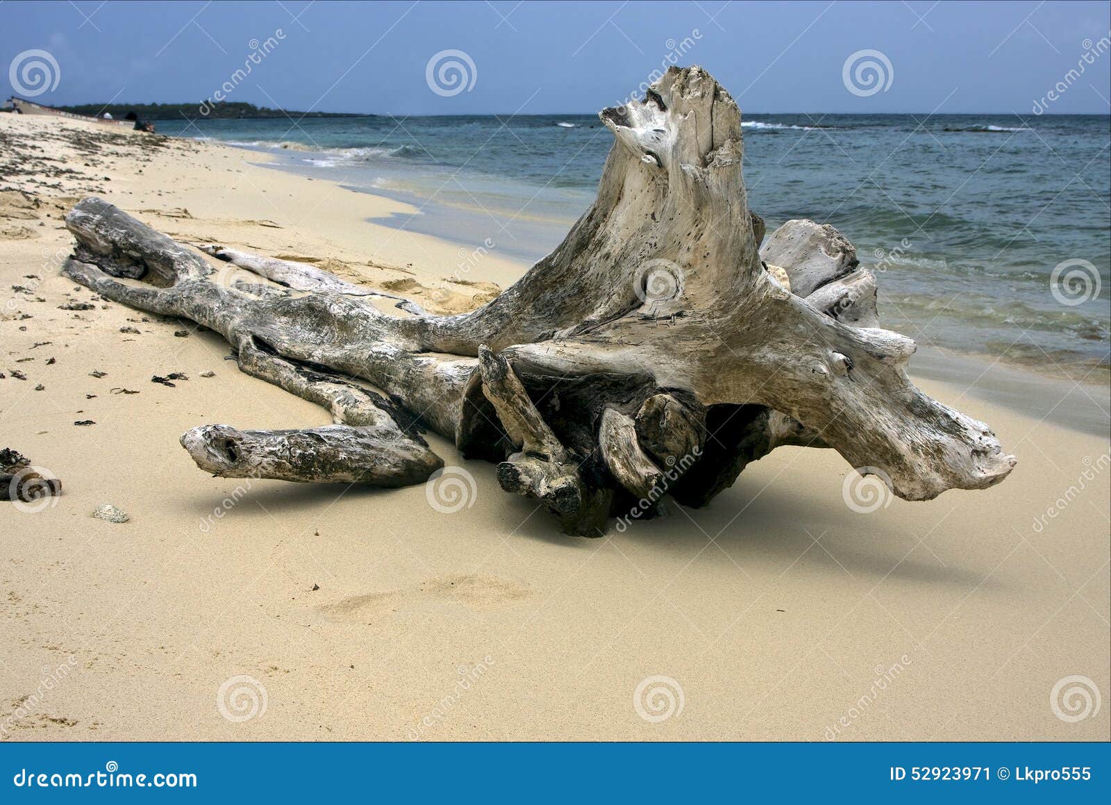 beach and tree in republica dominicana
