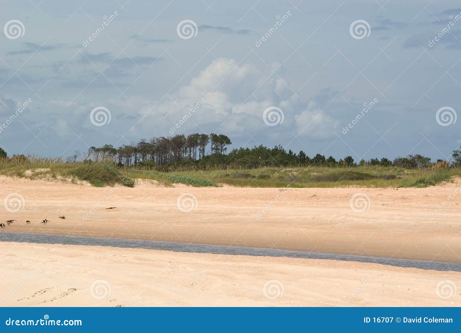 beach with trees and tidal stream