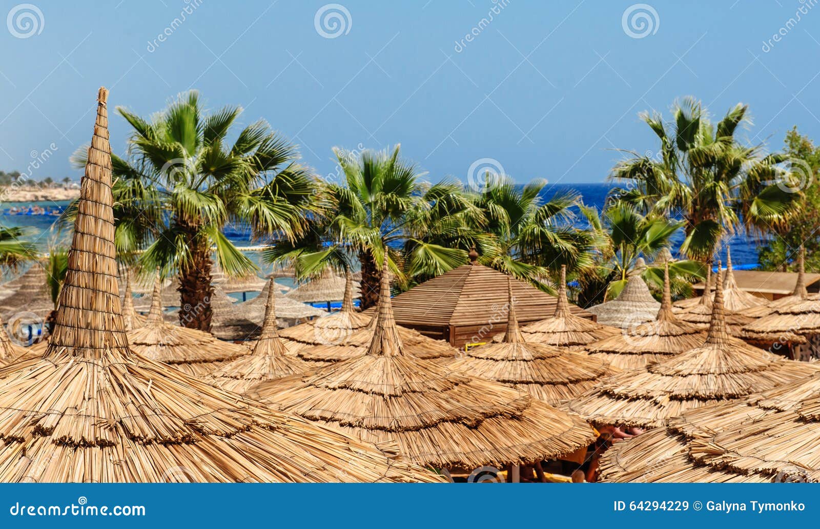 Beach Umbrellas and Palm Trees on Sandy Beach Stock Image Image of