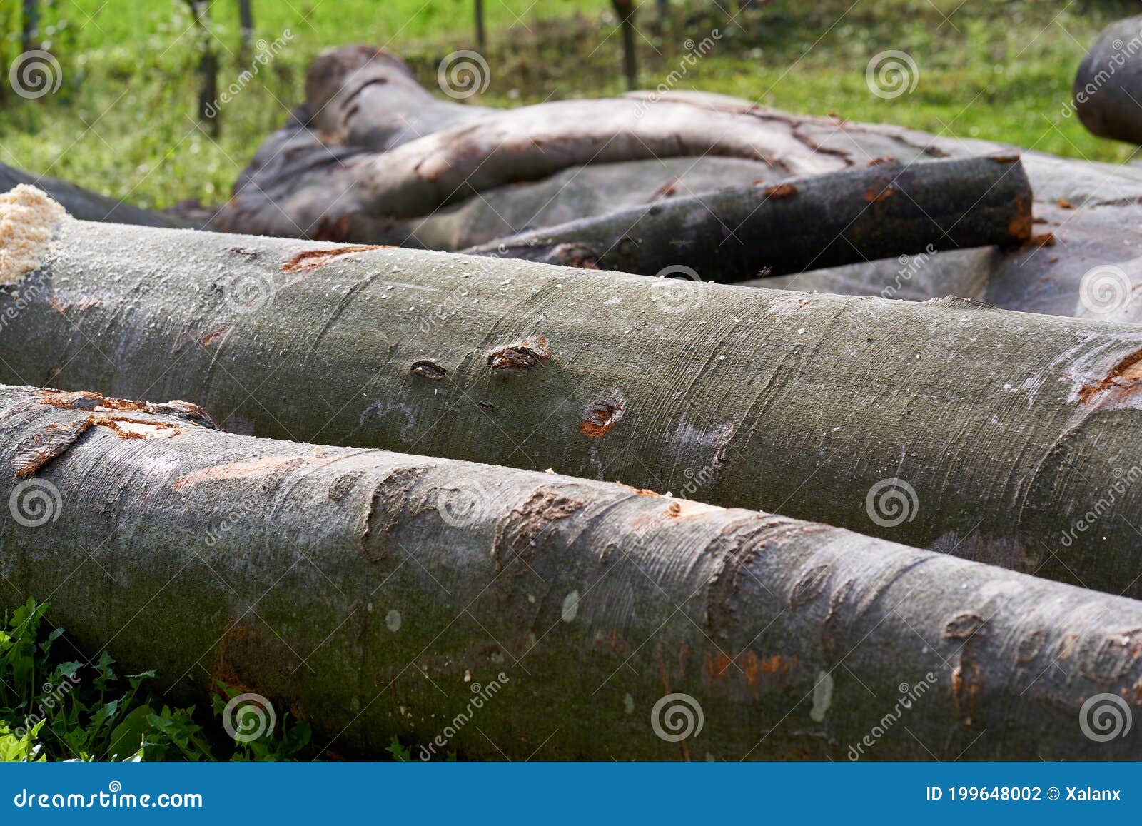 Beach wood logs stock photo. Image of outdoors, rural 199648002