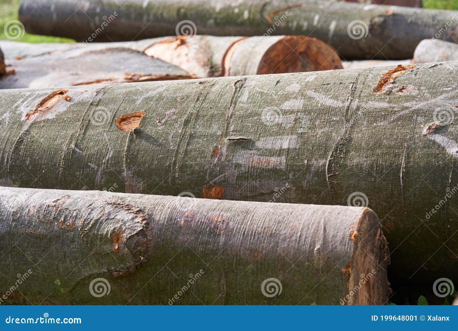 Beach wood logs stock image. Image of fire, beech, outside 199648001